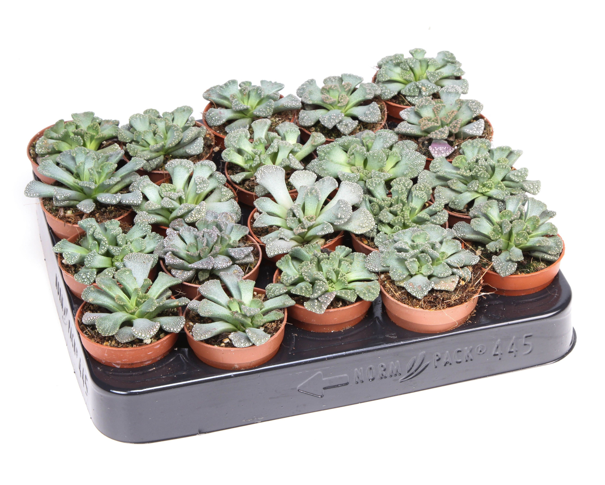 Titanopsis calcarea, D 5,5 cm