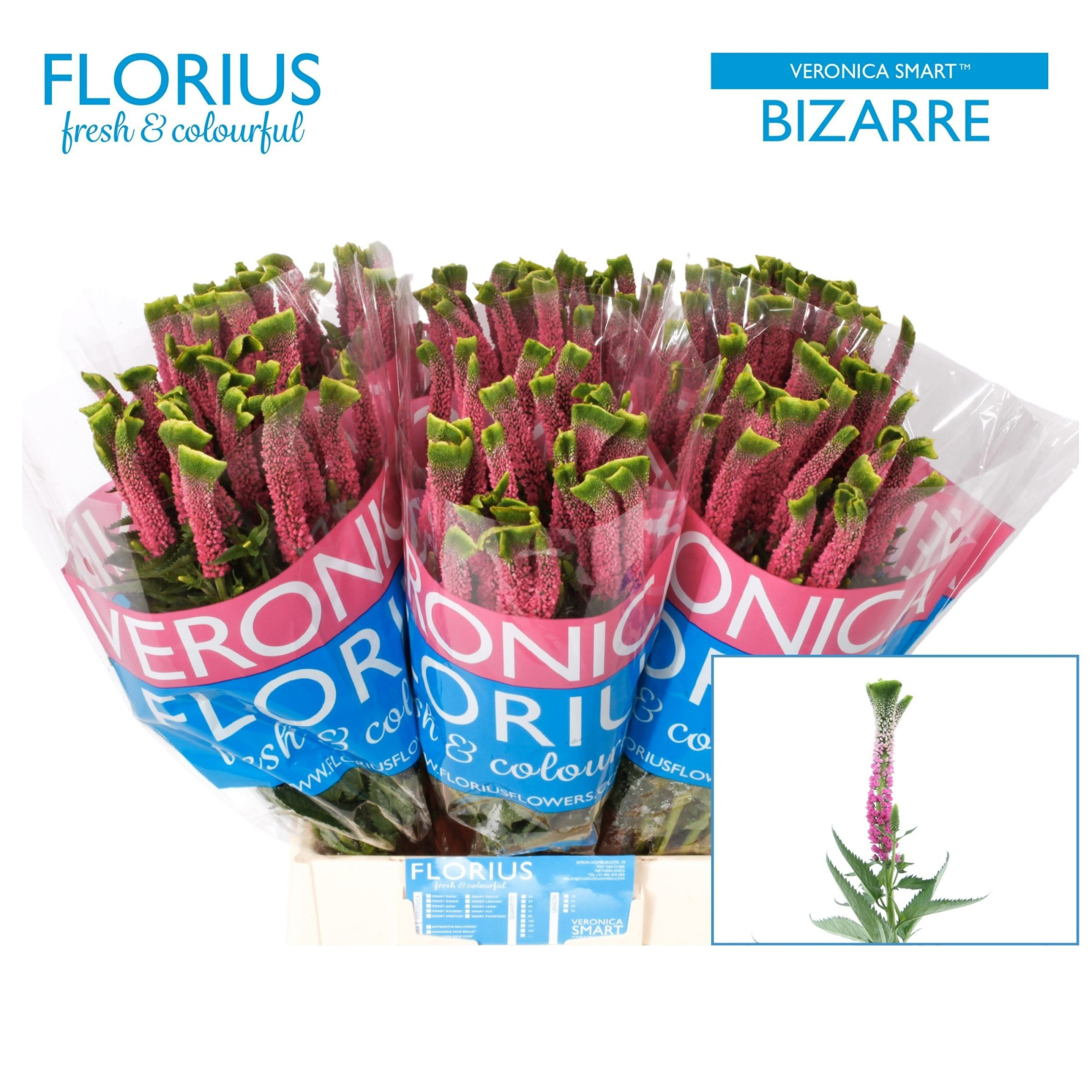 Вероника Смарт Бизар 50, шт.