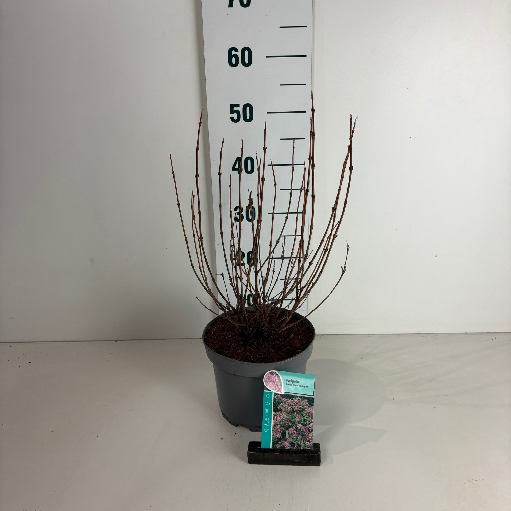 Weigela Nana Variegata, D 20