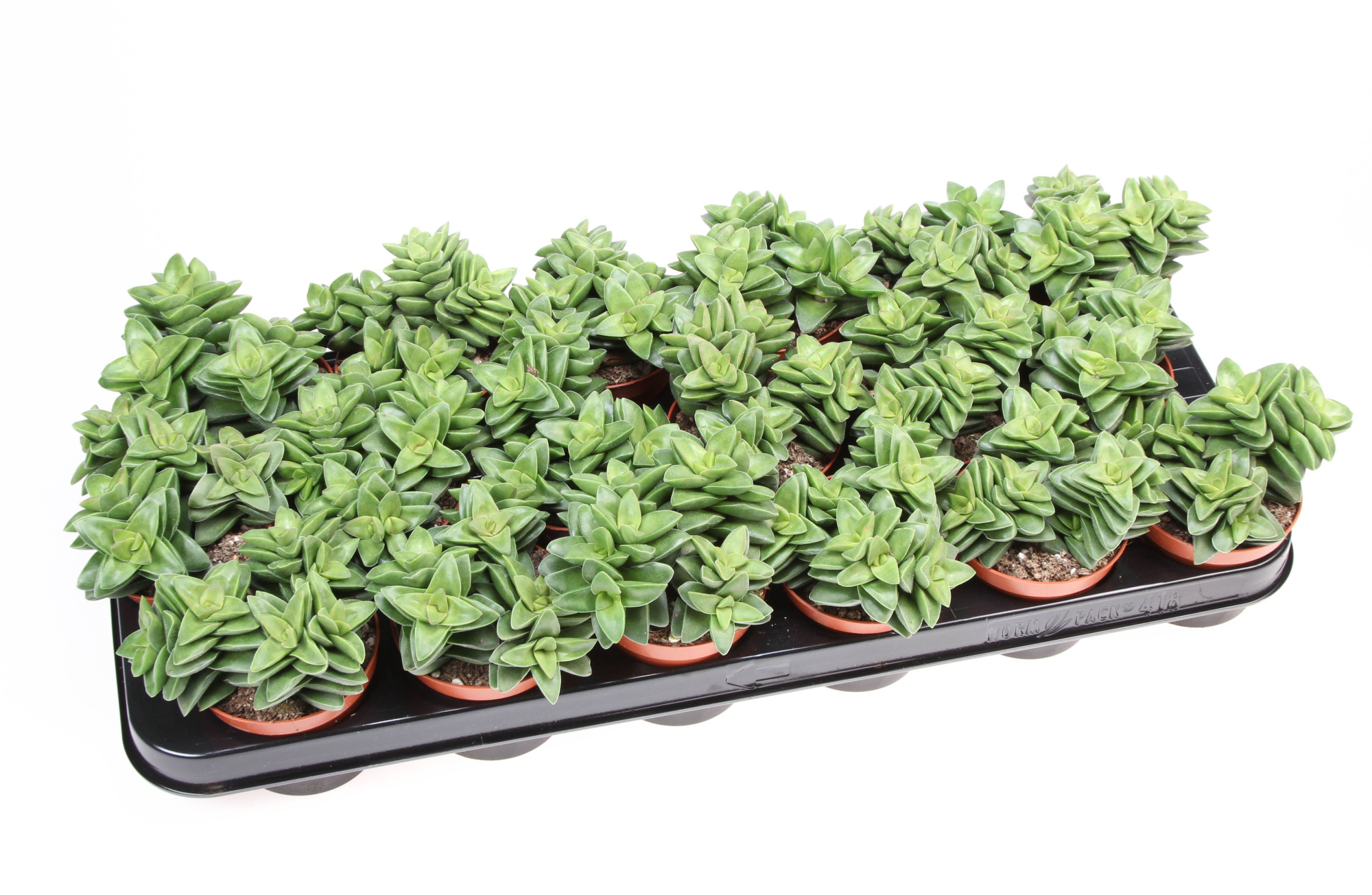 Crassula Springtime, D 8,5 cm