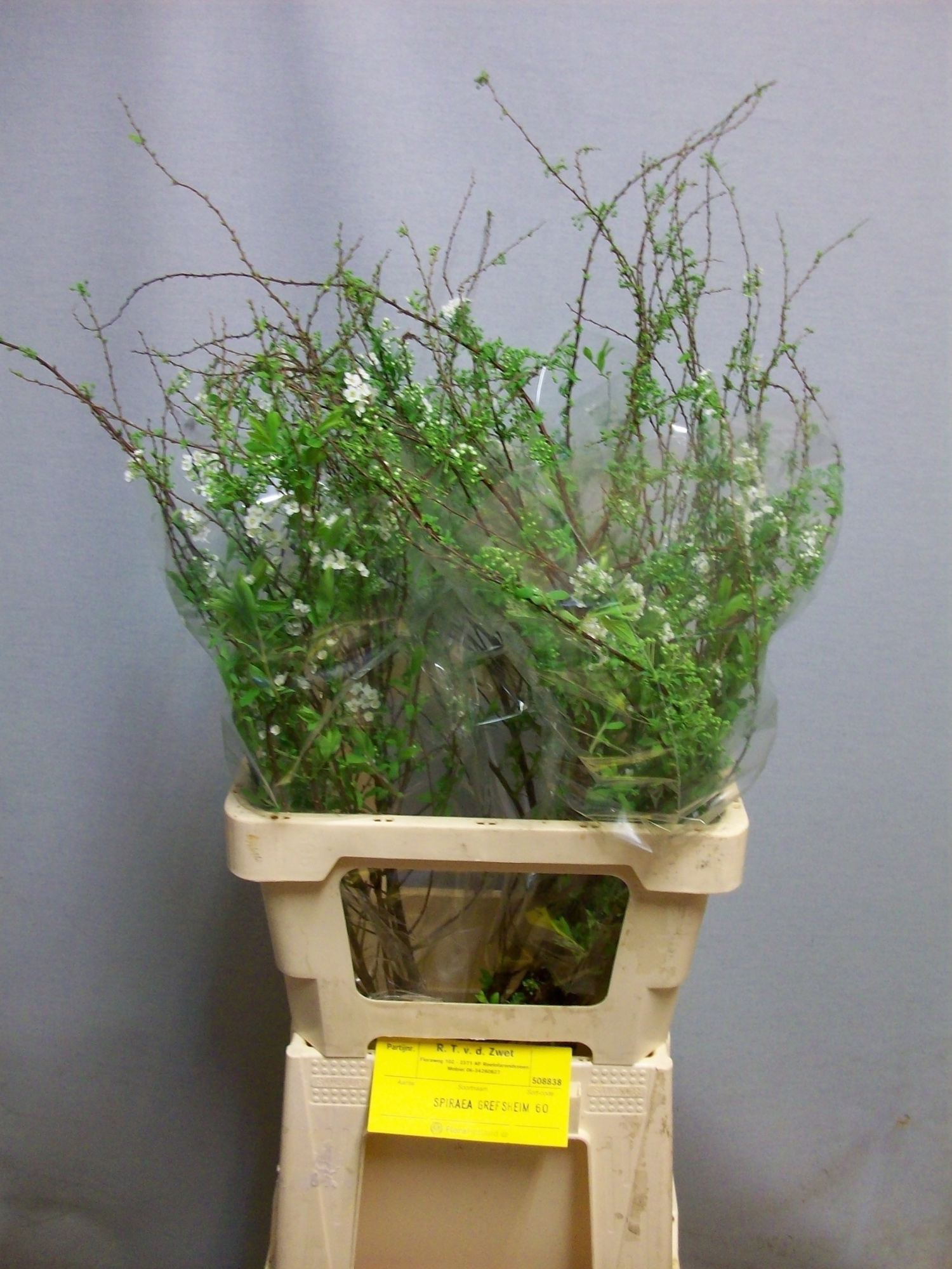 Спирея Грефшейм 60, шт.