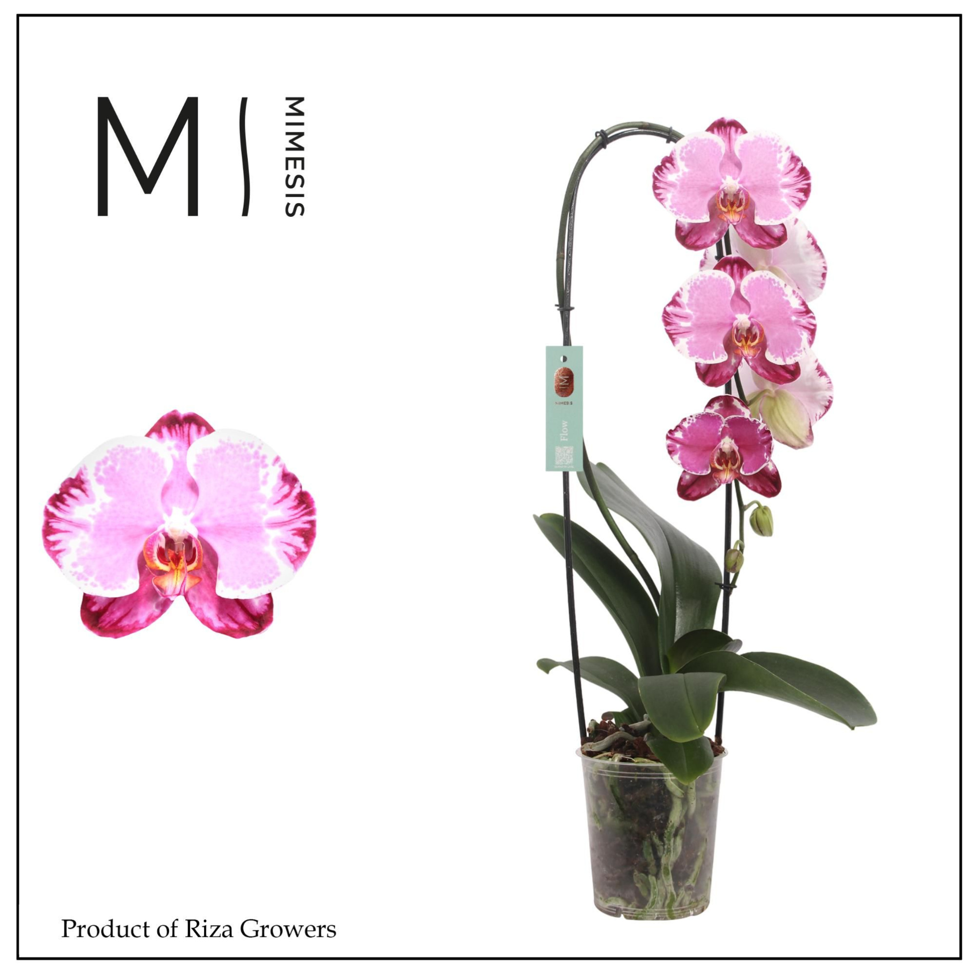 Phalaenopsis Flow Sacrifice 1 spike - 12cm | Mimesis, D 12 cm