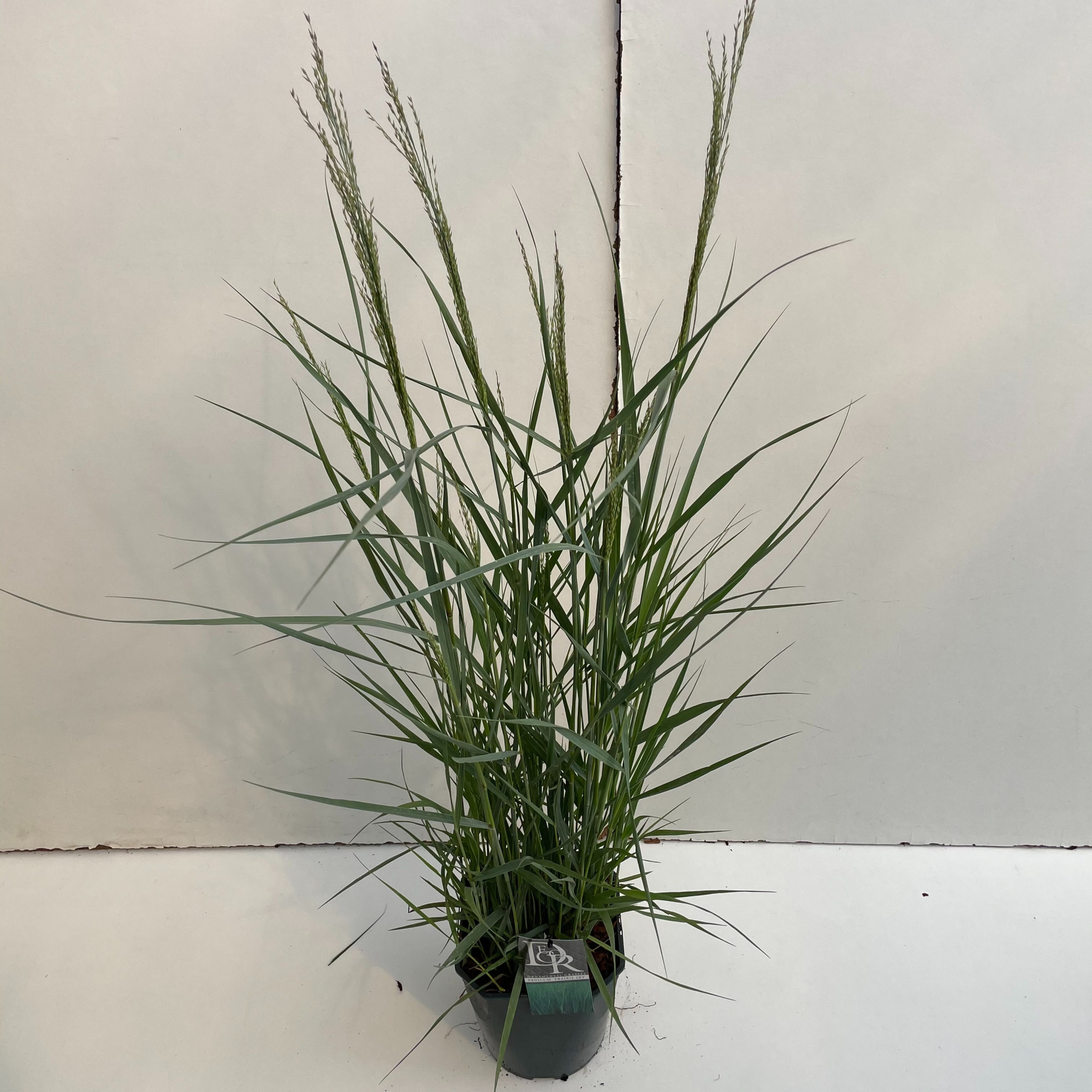 Panicum 'Prairy Sky', D 23 cm