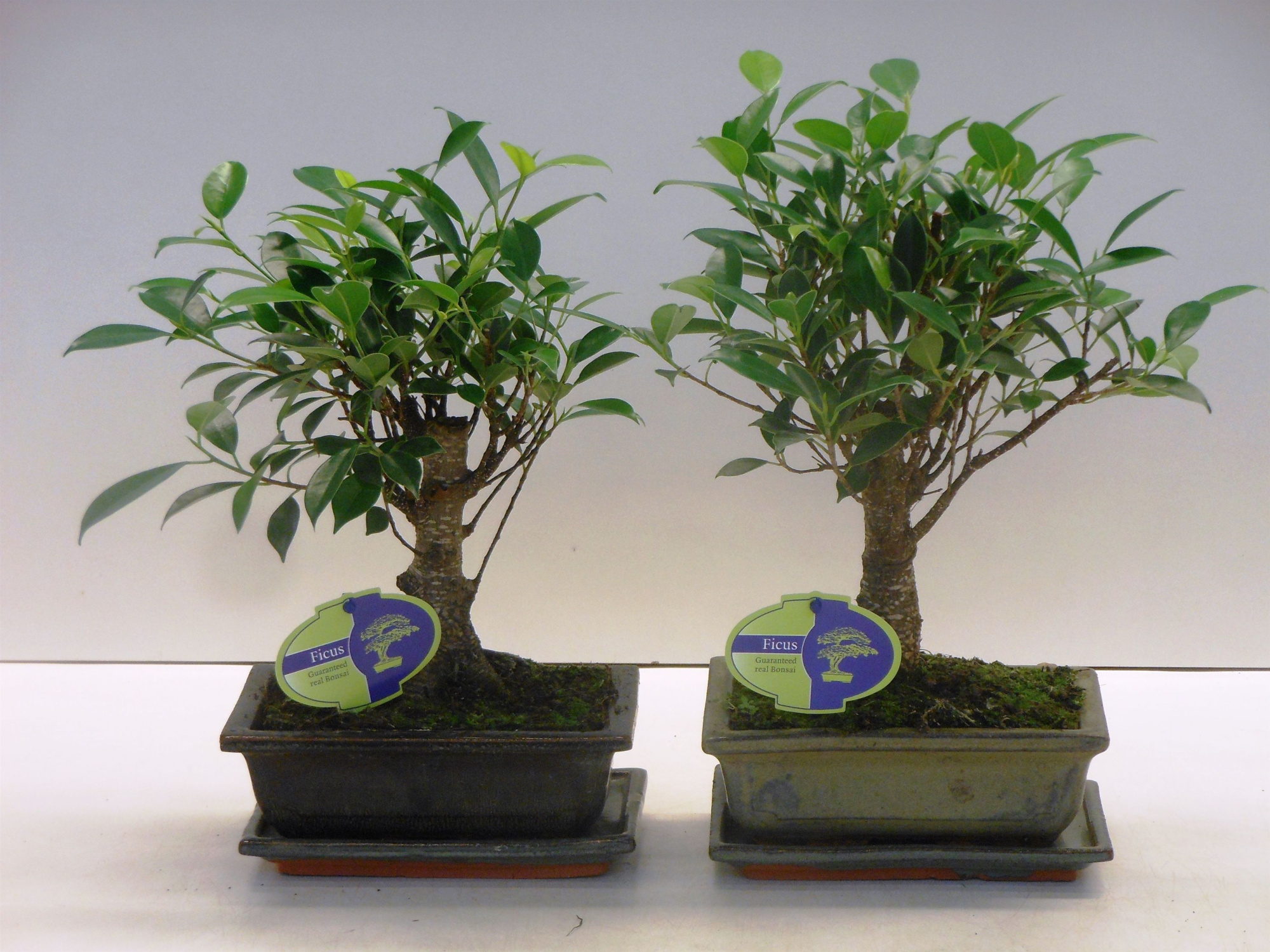 Ficus retusa, 20cm., broom, with drip tray, D 20