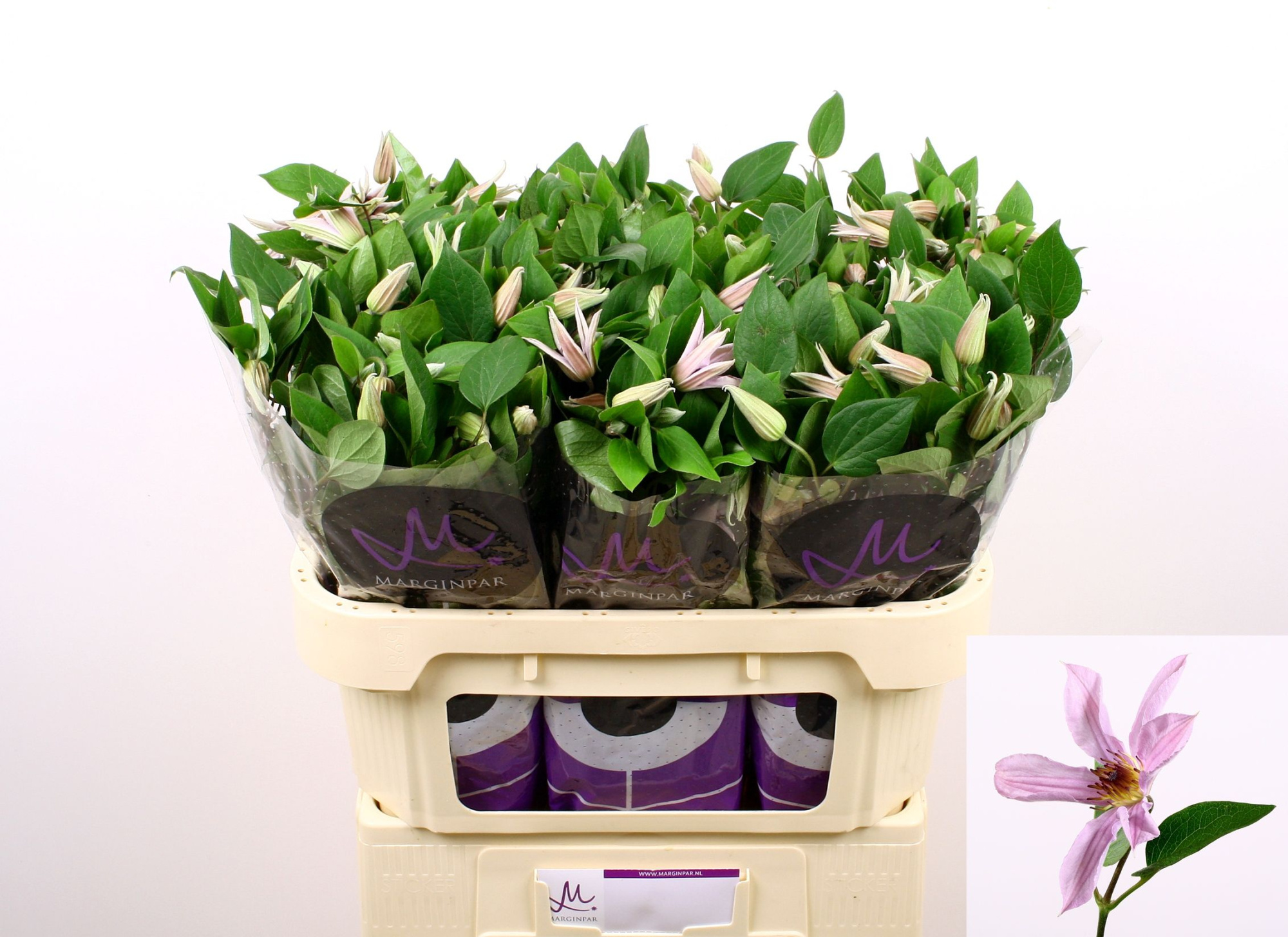 Клематис Эмейзин Майами 70, шт.