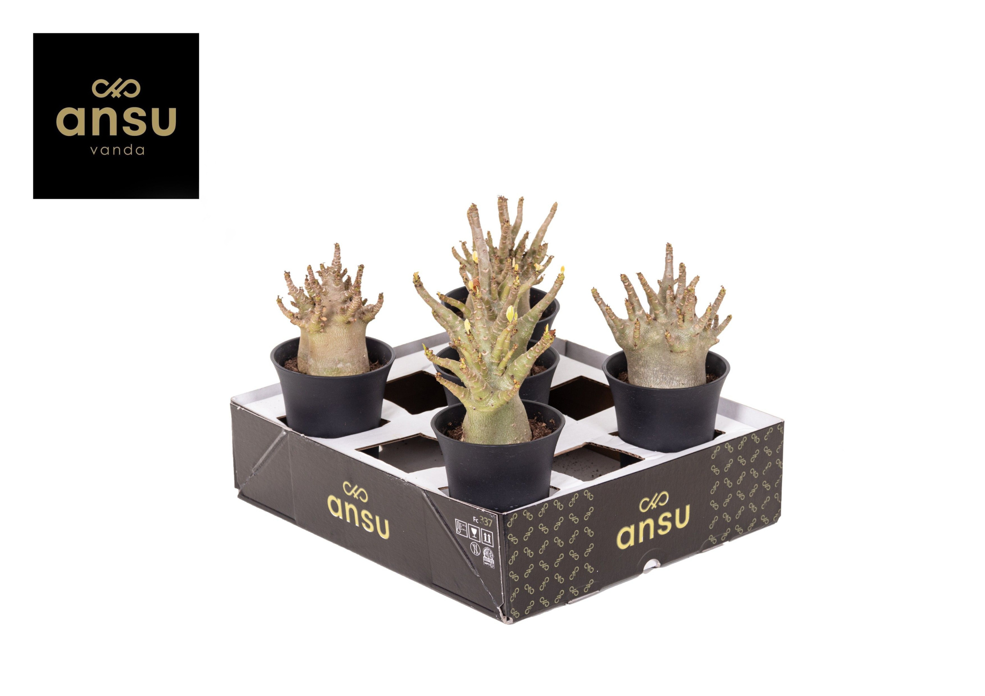 Adenium "Ansu" Baobab in sierpot XL, D 10 cm