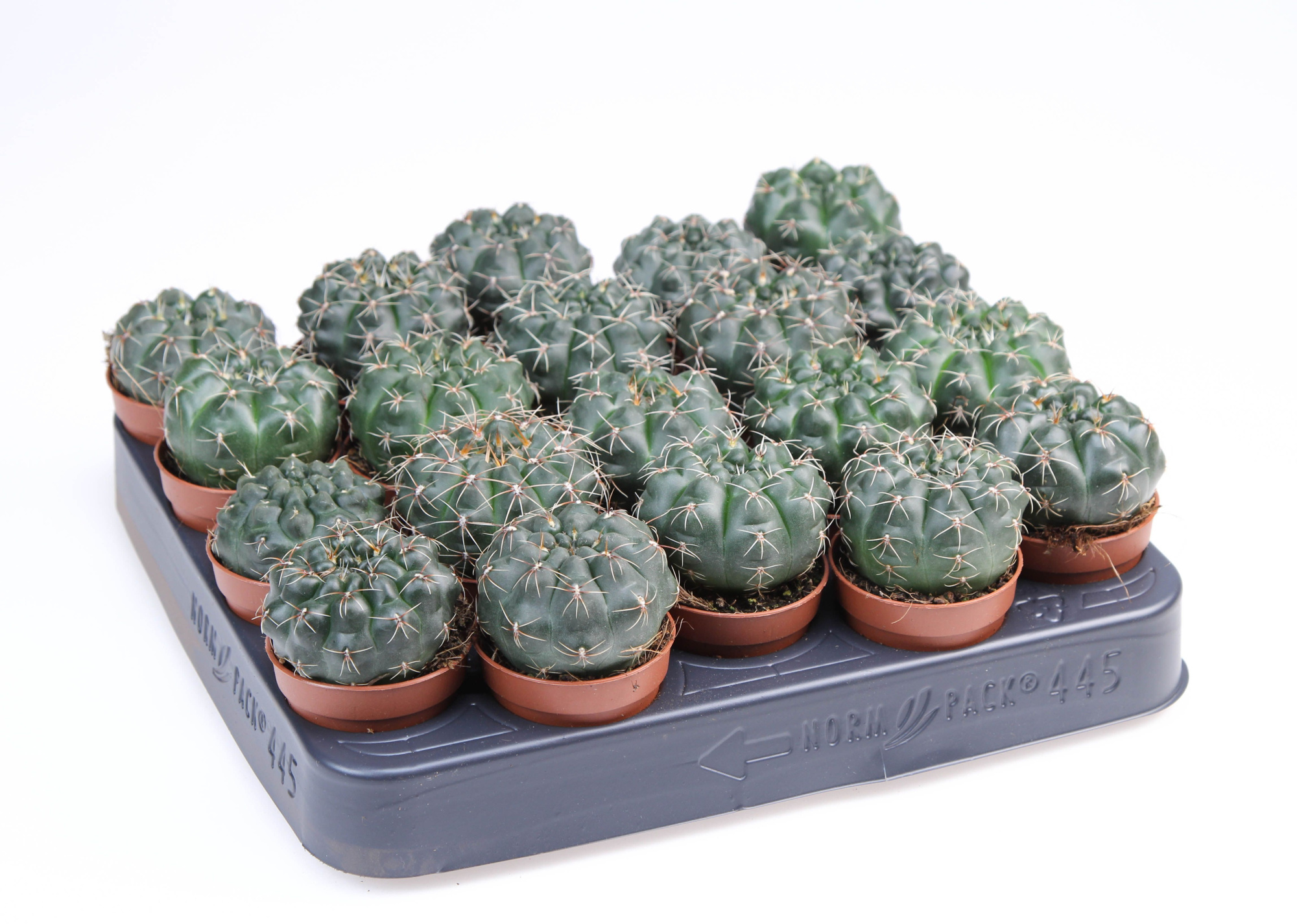 Gymnocalicium Baldianum, D 5,5 cm