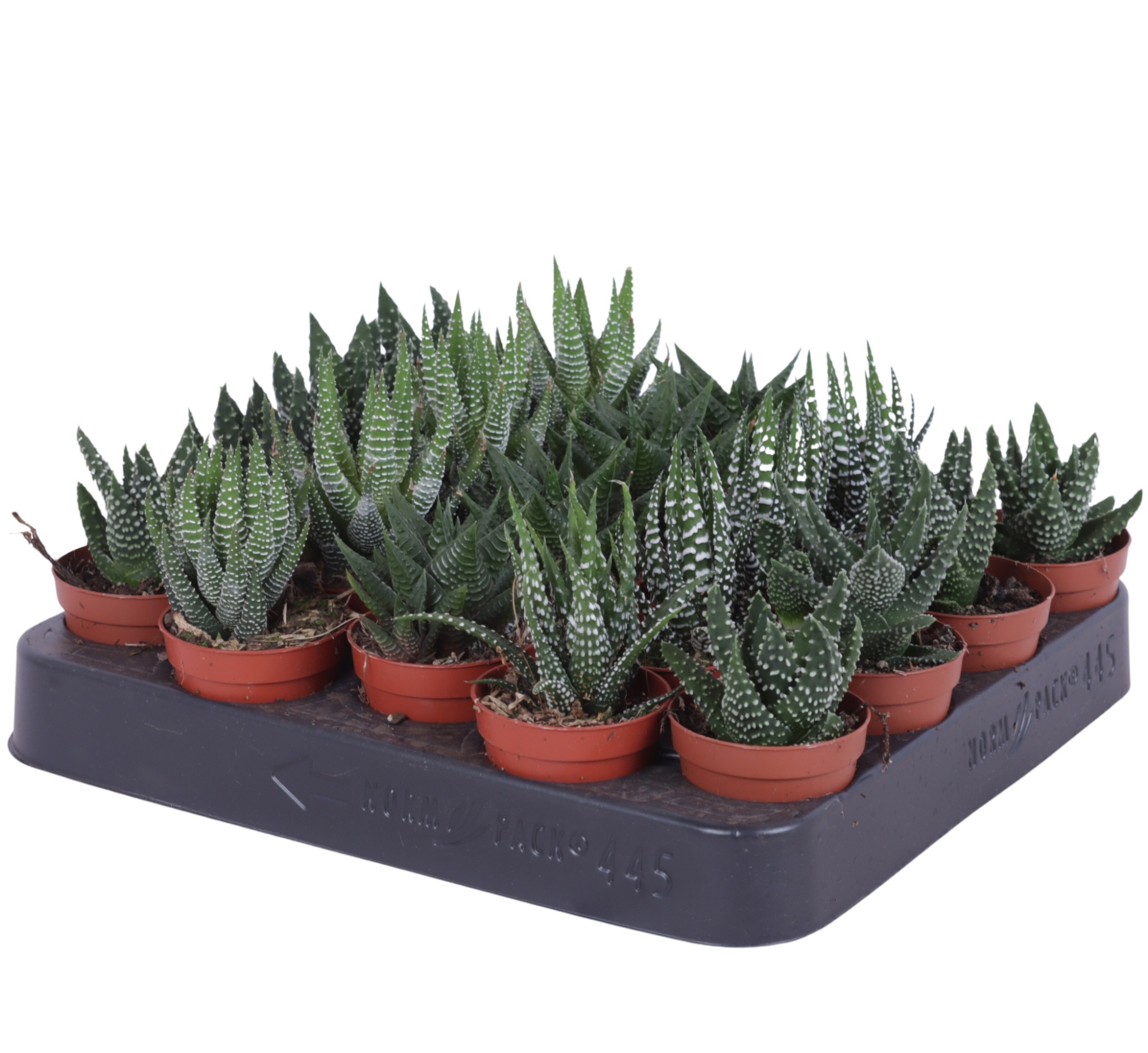 Haworthia mix 5,5 cm, D 5,5