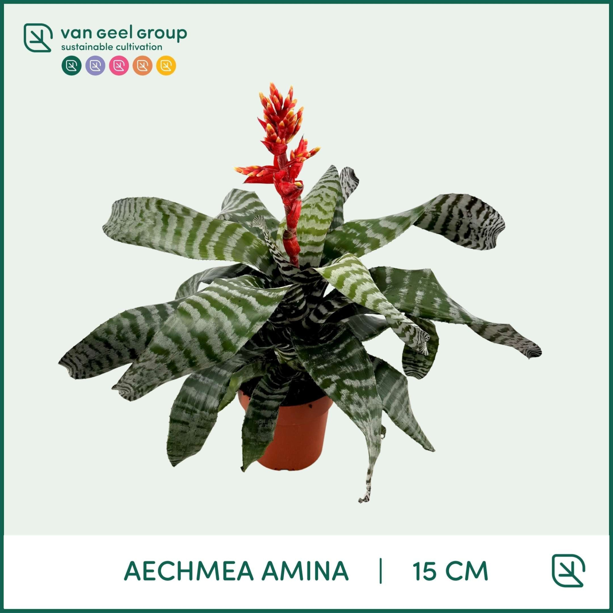 Aechmea Amina, D 15 cm