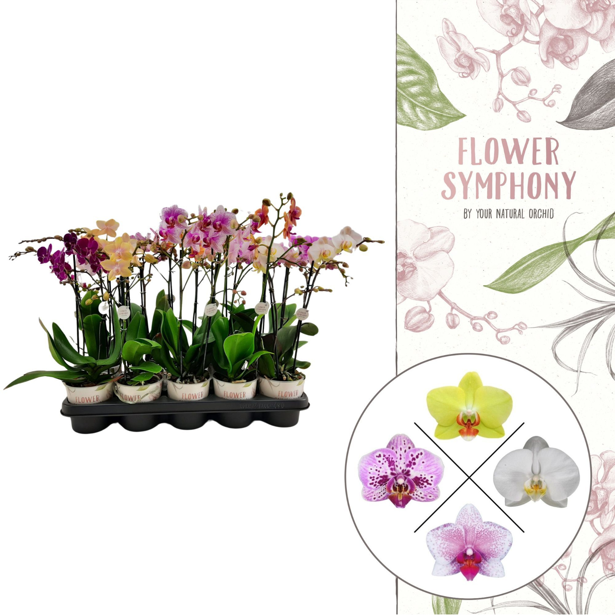 Flower Symphony | Mix | Phalaenopsis 2 spike, D 12 cm