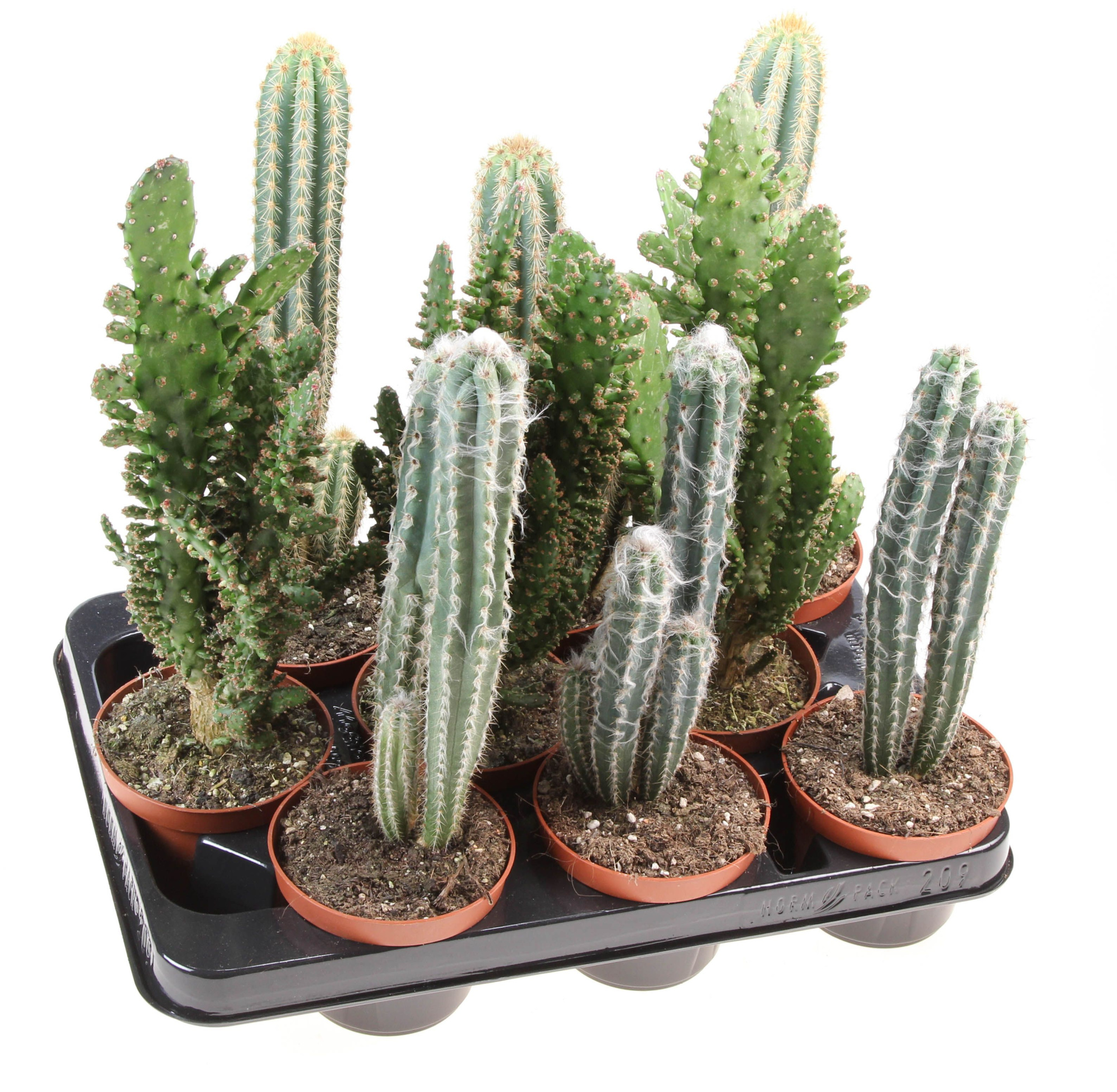 Cactus zuil mix XXL, D 10,5 cm