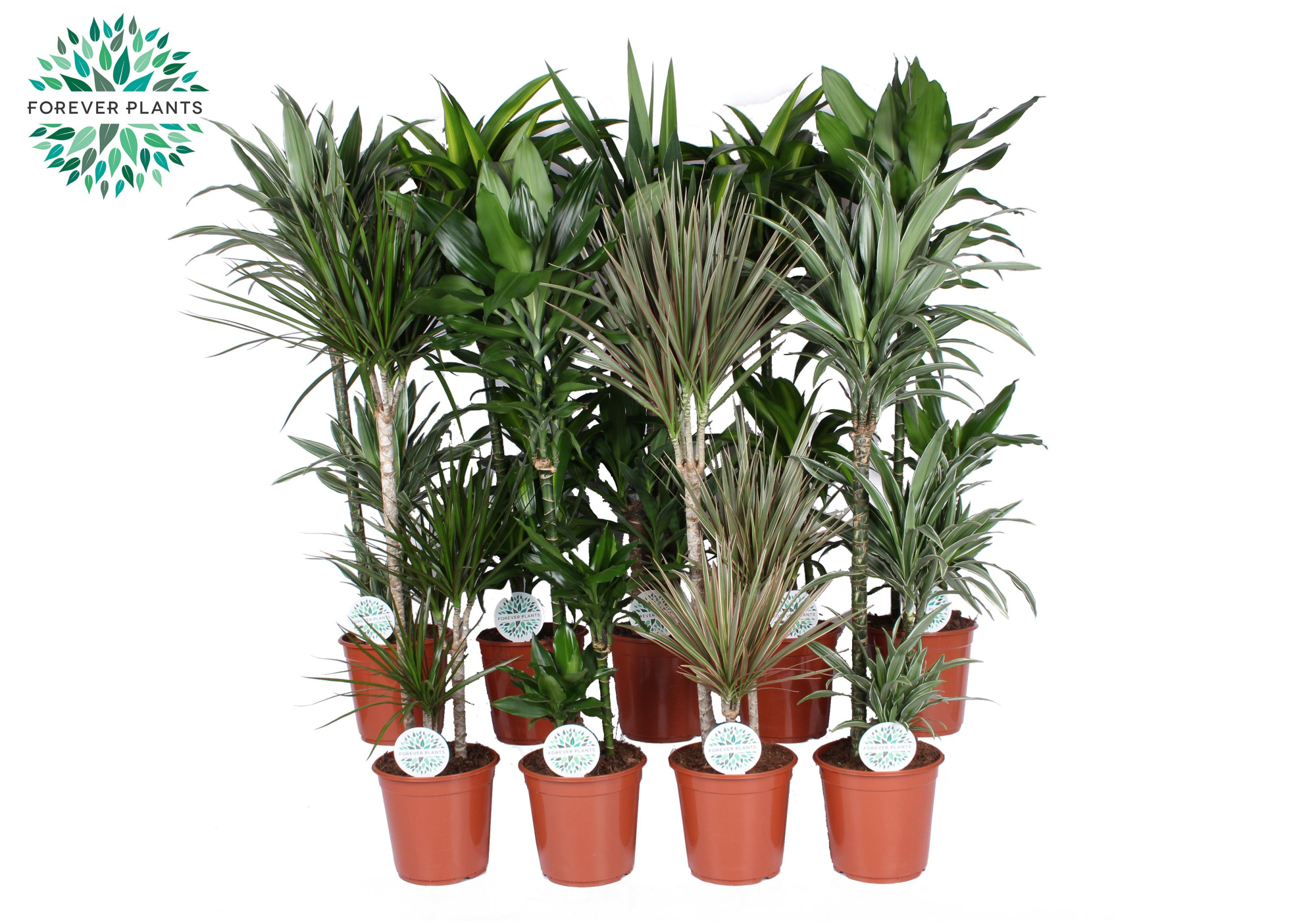 Groen Mix kamerplanten p24, D 24 cm