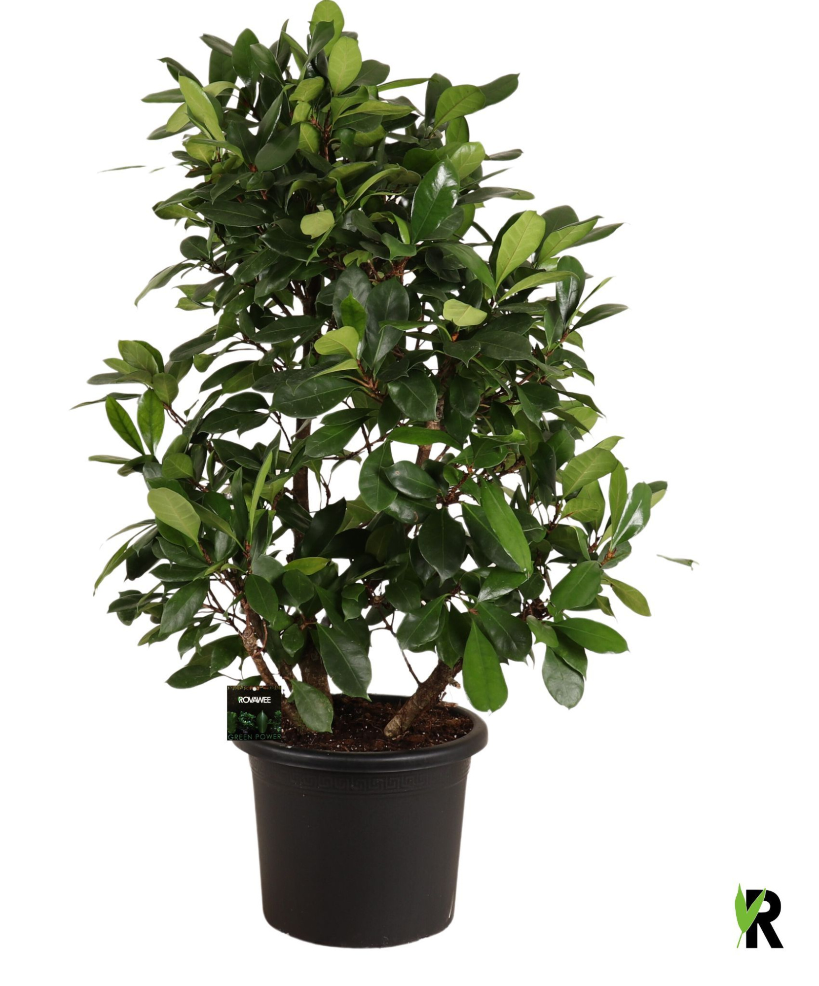 Ficus Cyathistipula vertakt, D 45 cm