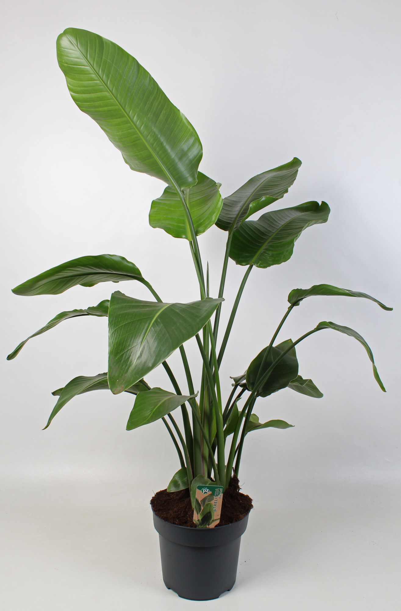 Strelitzia nicolai 27 cm 4 pp, D 27