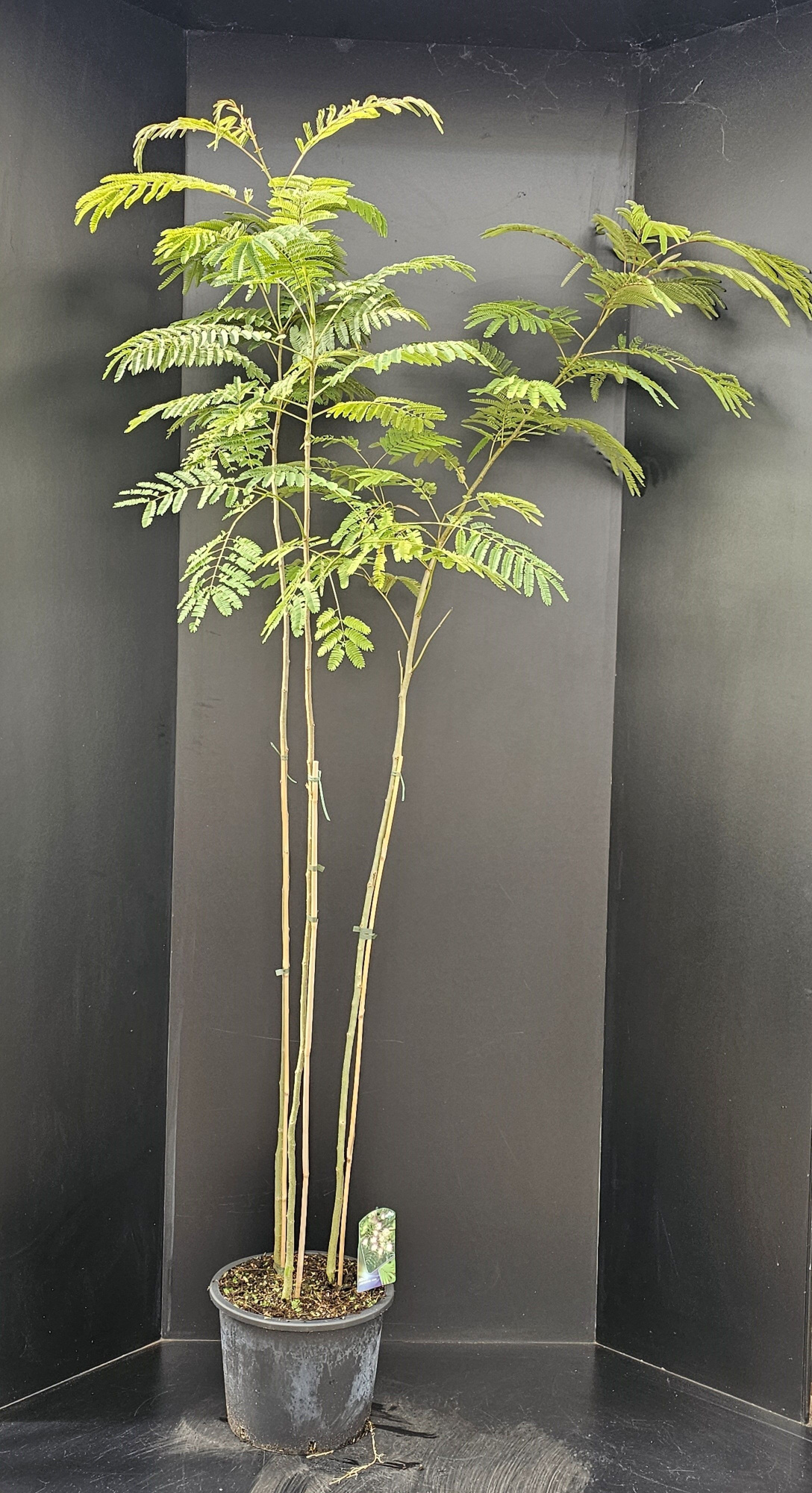 Albizia julibrissin Rosea, D 34