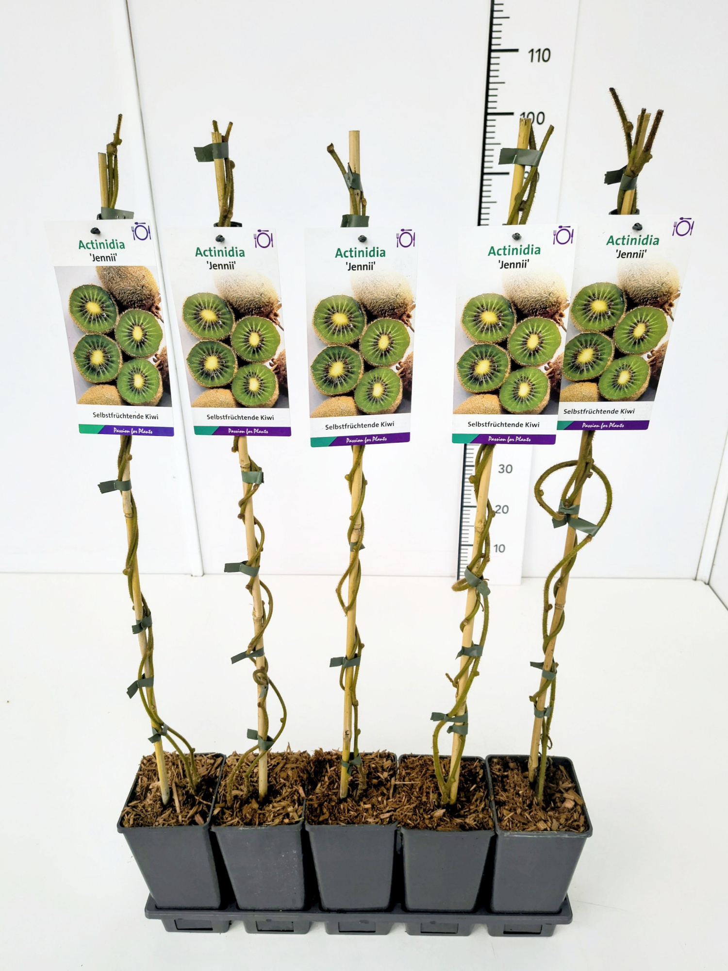 Actinidia arguta 'Jennii' 80CMC2, D 17