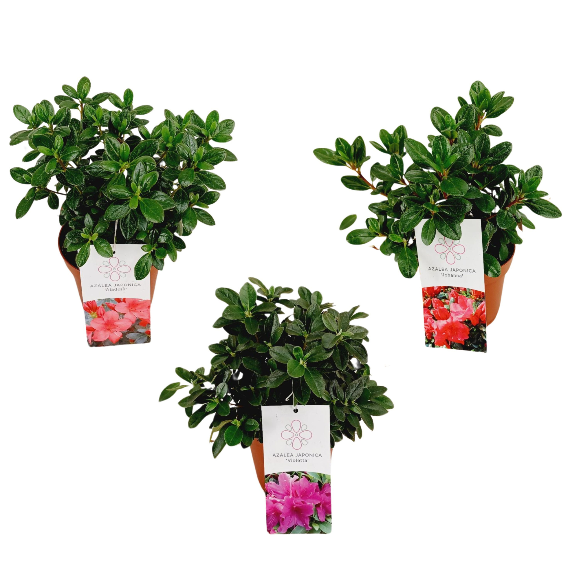 Azalea Japonica 20/P13 'Mix', D 13 cm