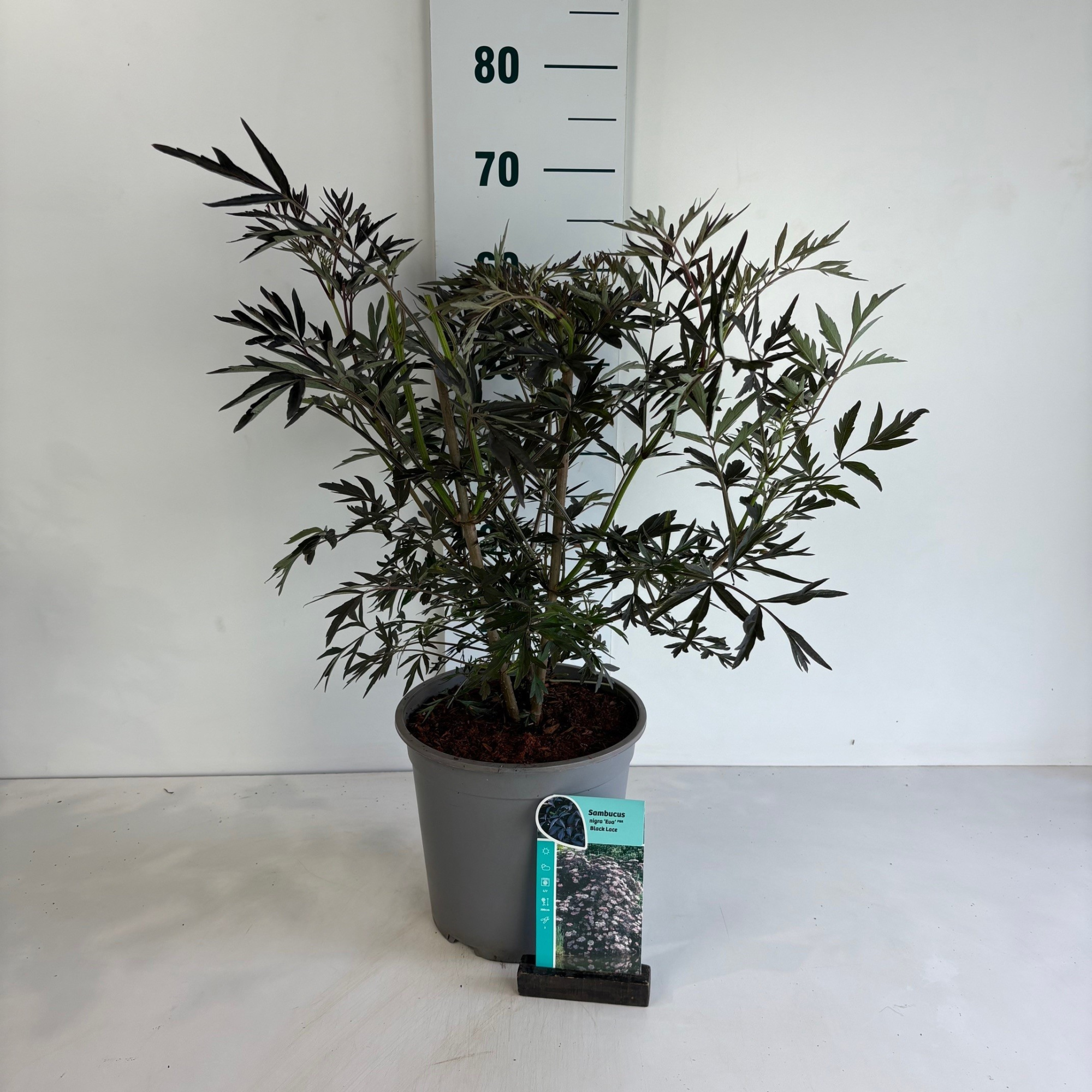 Sambucus nigra Black Lace, D 24 cm
