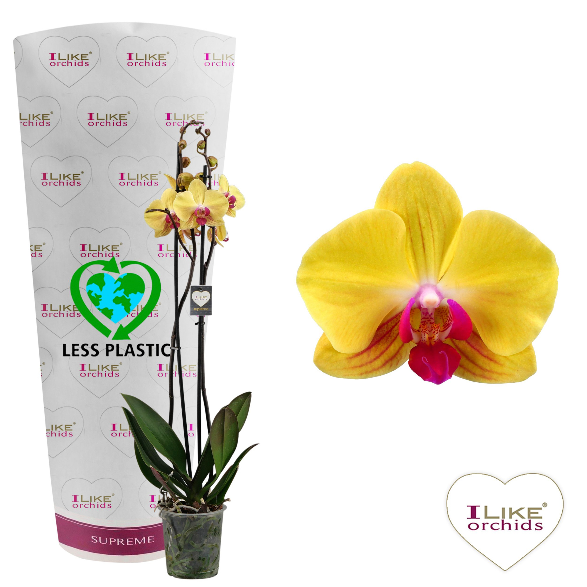 Phalaenopsis Goldion - 2 tak 70cm (Less Plastic), D 12 cm