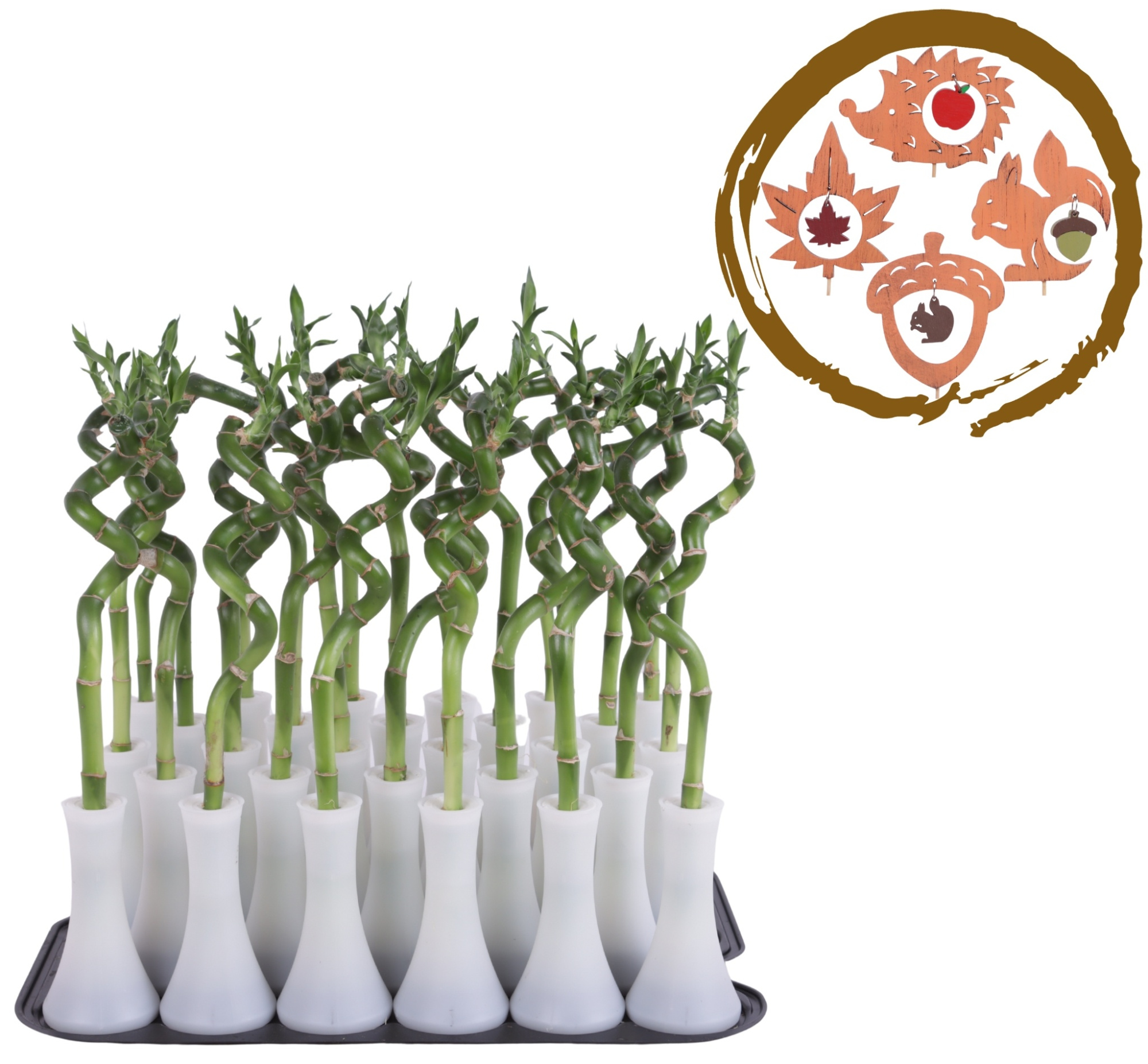 Lucky Bamboo Stem Spiral 30cm in Tube Vase White, D 6 cm