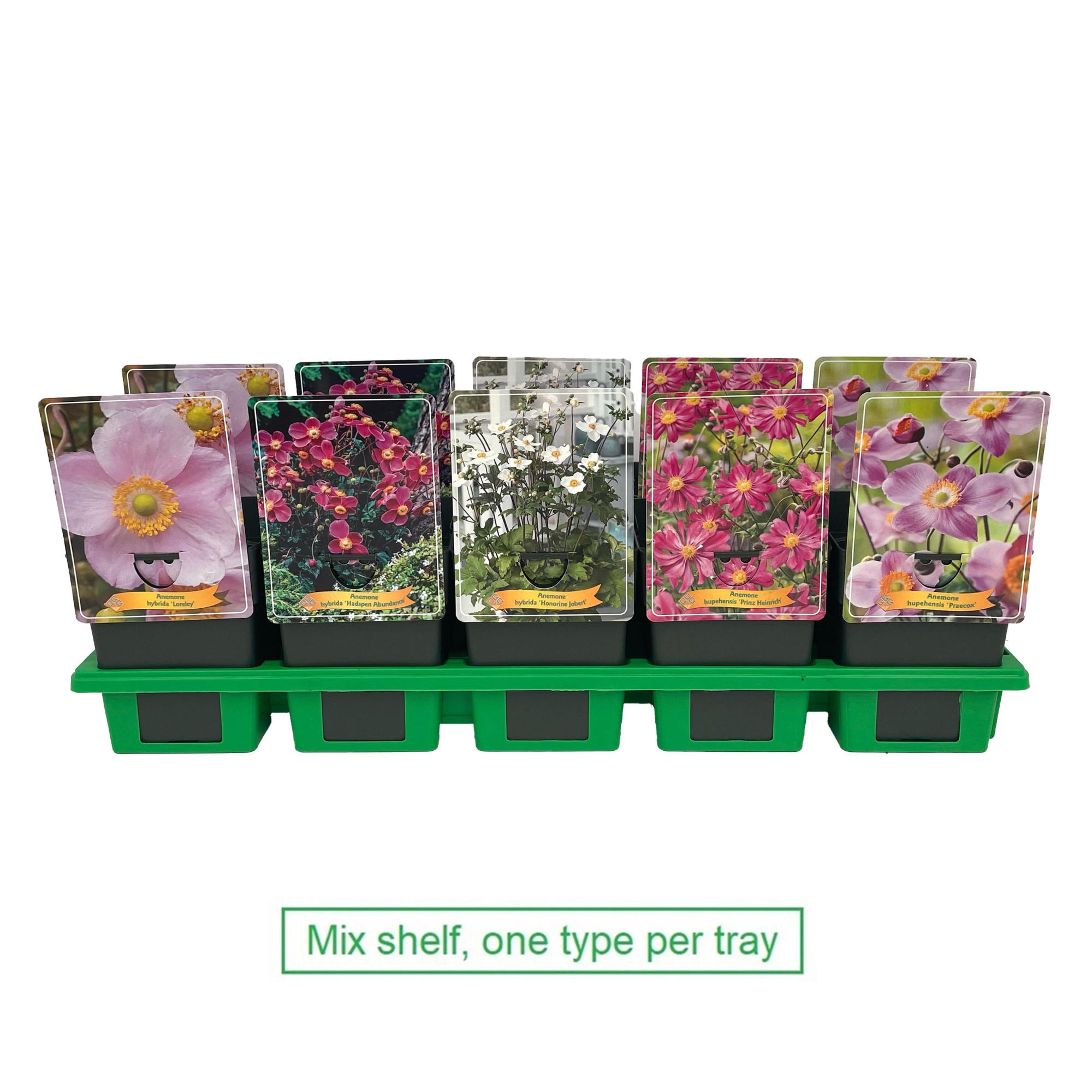 Anemone mix 6x10 srt. per laag P11, D 11 cm