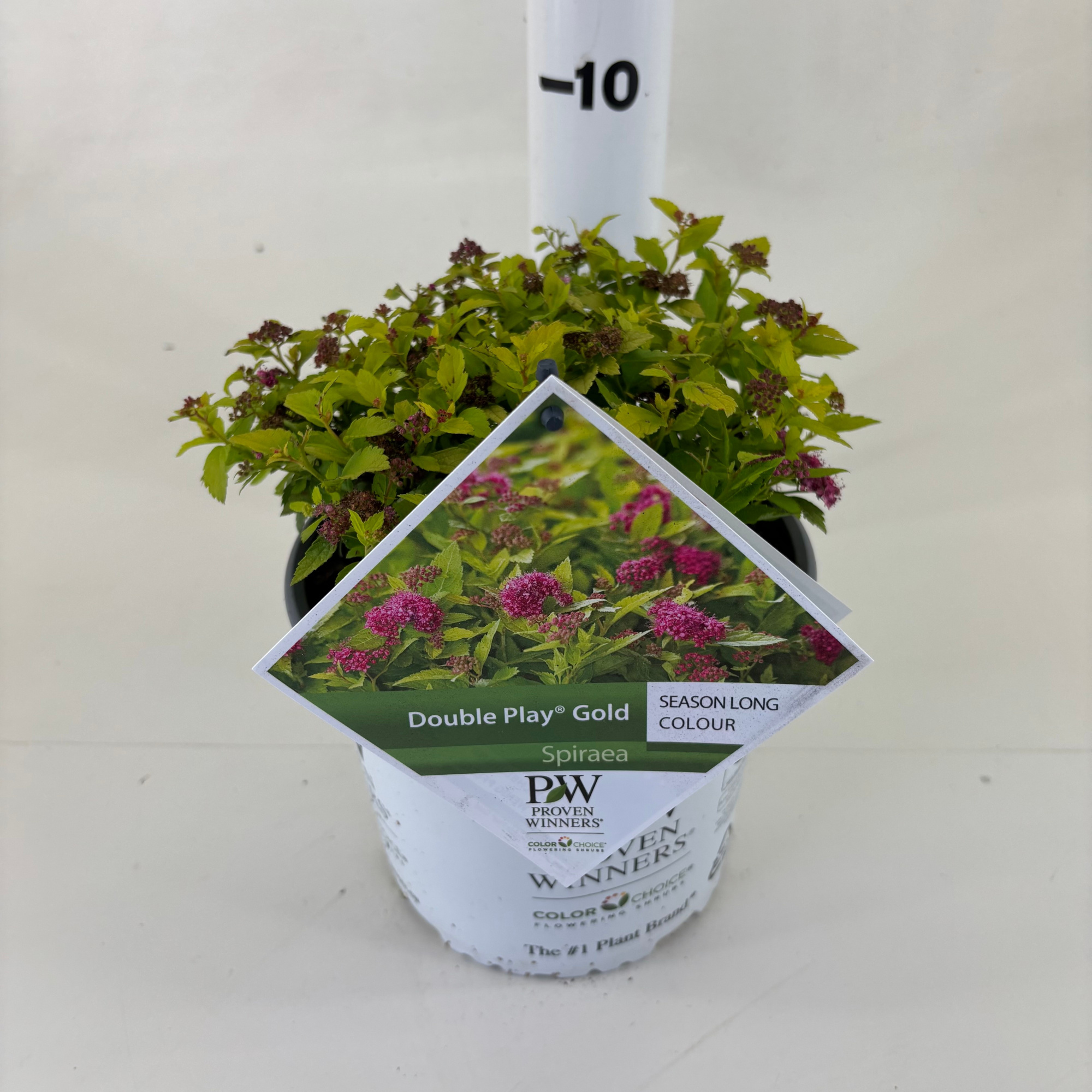 Spiraea Double Play ® Gold, D 19 cm