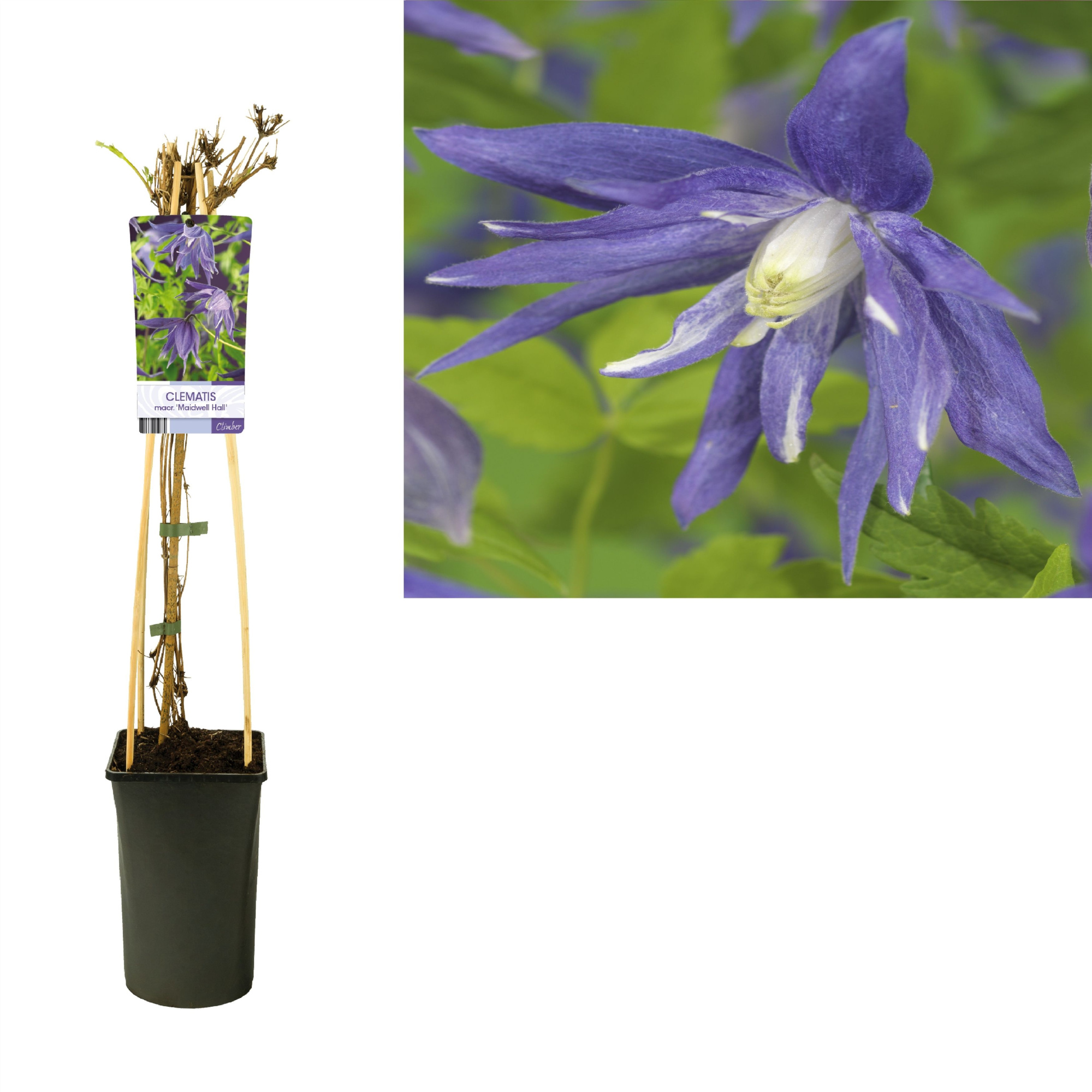 Clematis macr. 'Maidwell Hall' +light label, D 17
