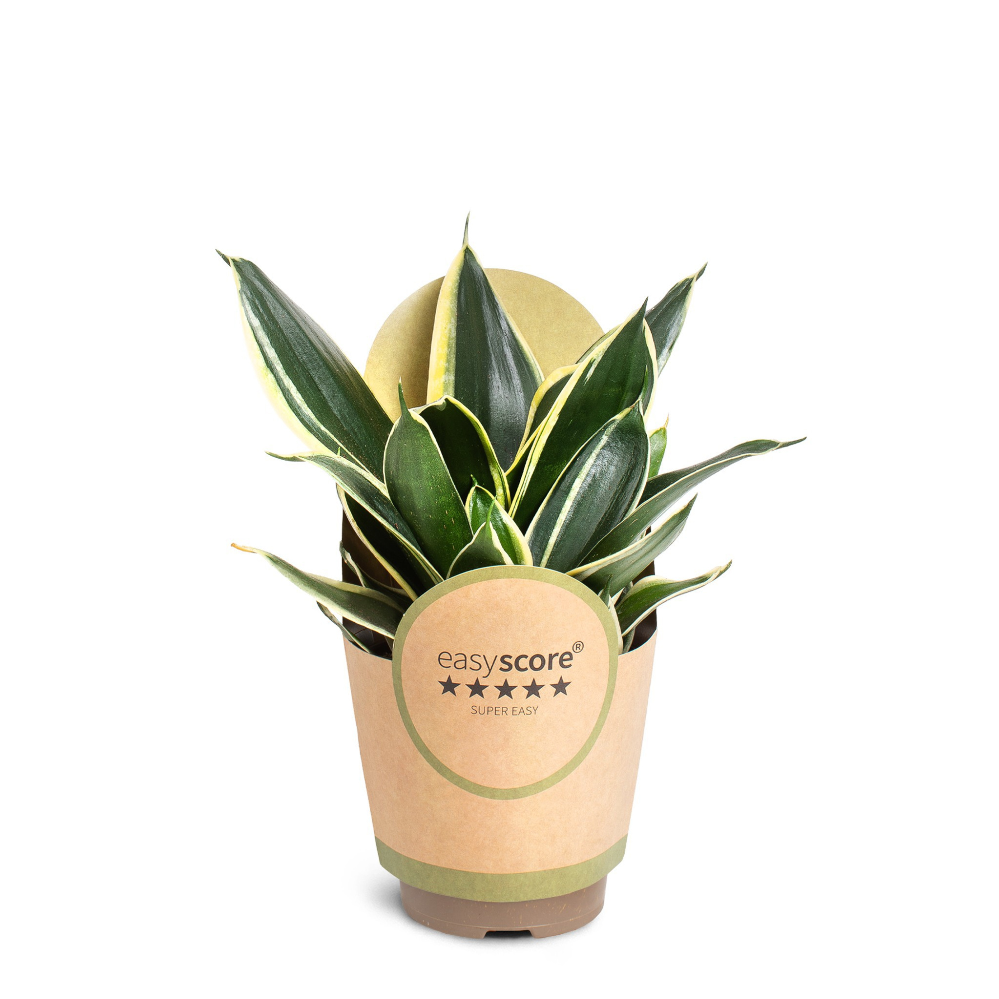 Sansevieria ´Hahnii Pagoda´, D 11