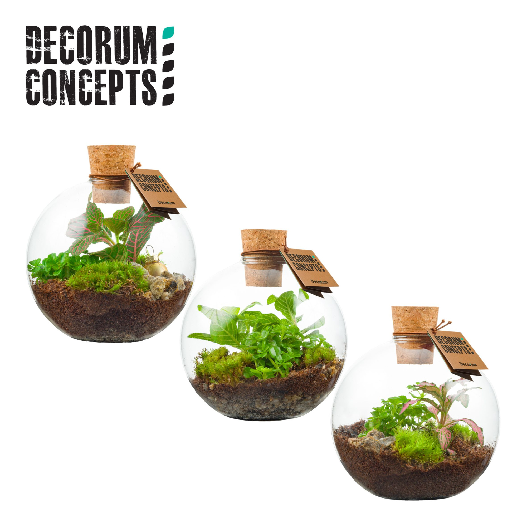 Terrarium Orcus (Decorum concepts), D 12,5 cm