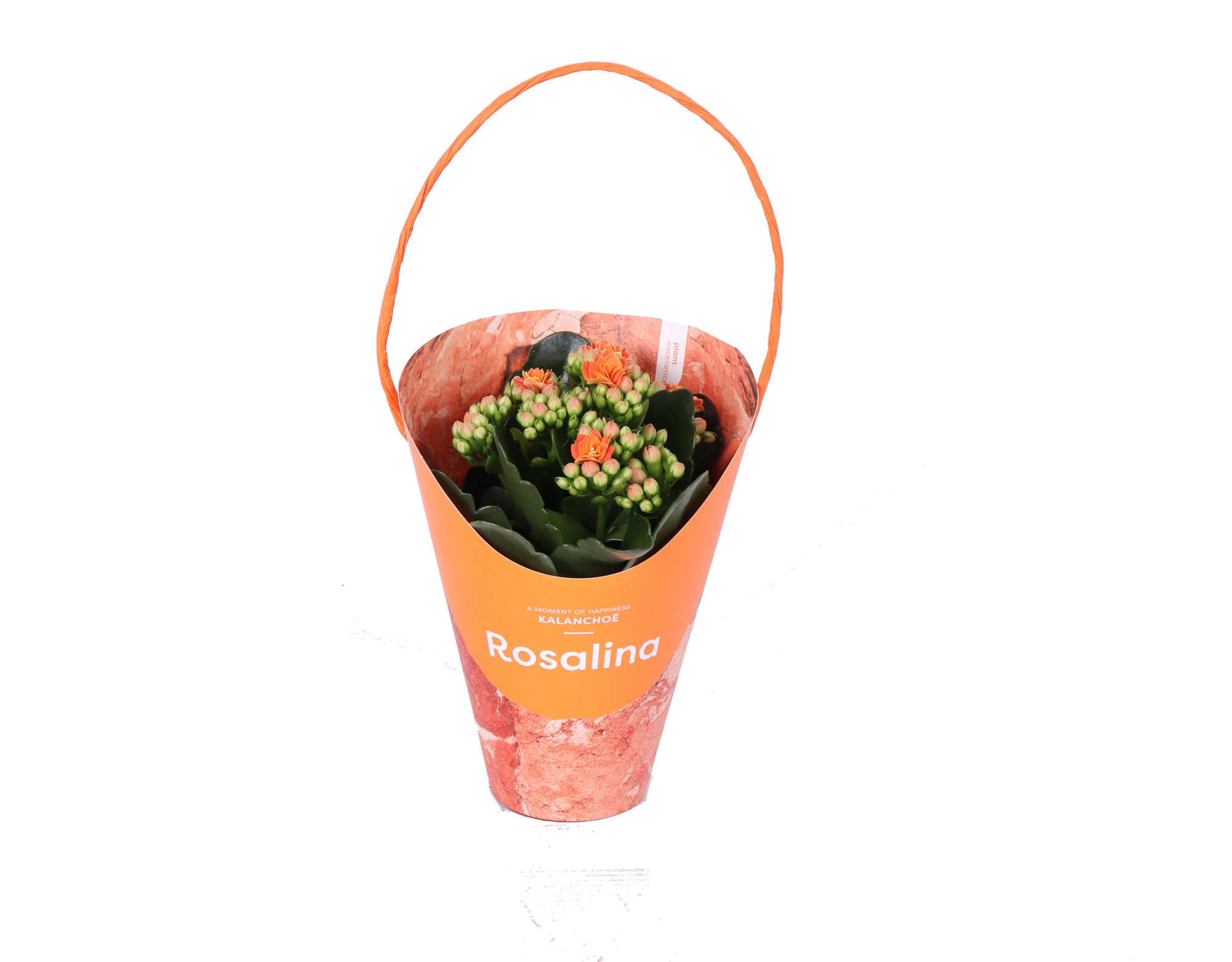 KP-857.1 OR - Kalanchoe Rosalina Oranje 7cm Giftskoker, D 7 cm