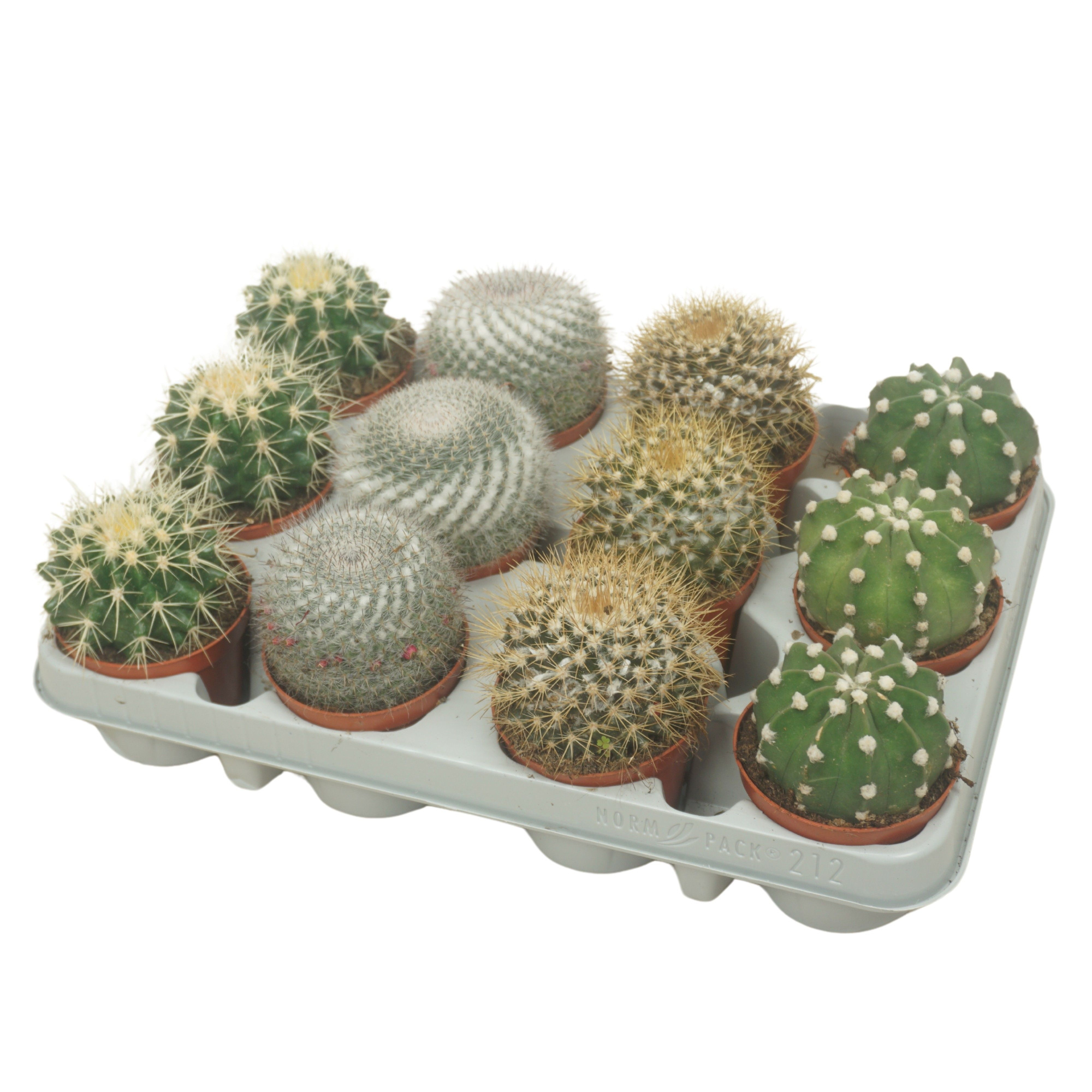 Bolcactus mix 8,5 cm in 12 gaats tray, D 8,5 cm