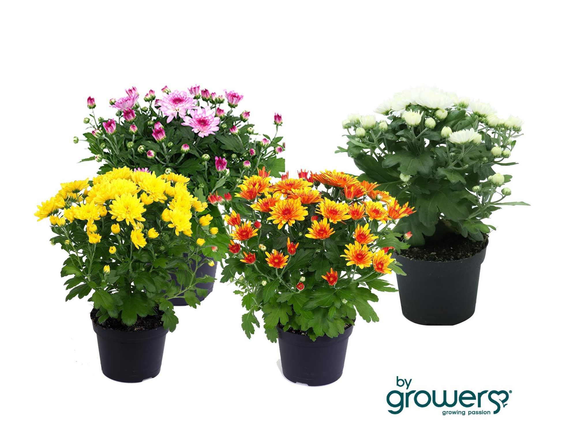 CHRYS.IND.HYBRID MINI 'MYSTIC MUMS', D 11 cm