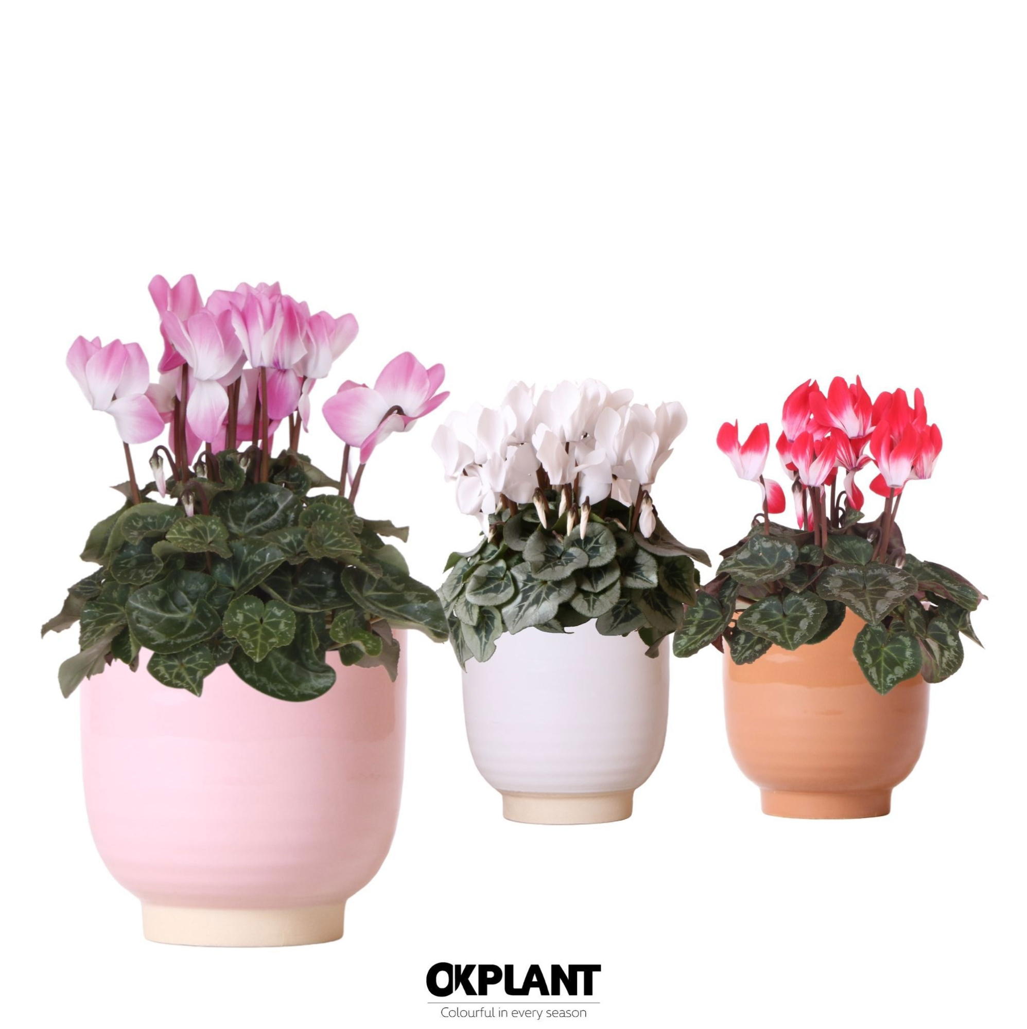Cyclamen mix in Glazed pot mix, D 12 cm