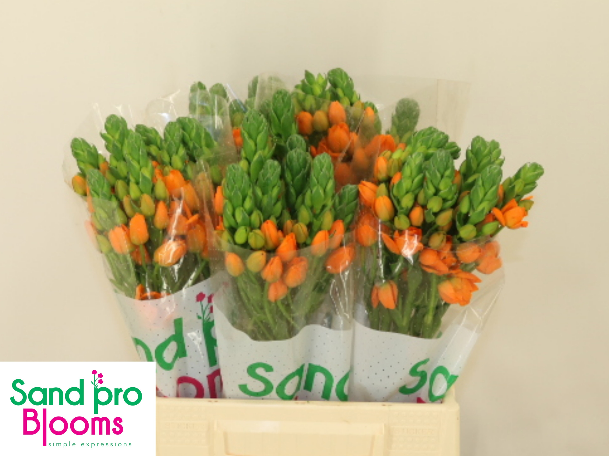 Орнитогалум Санрэй 45, шт.