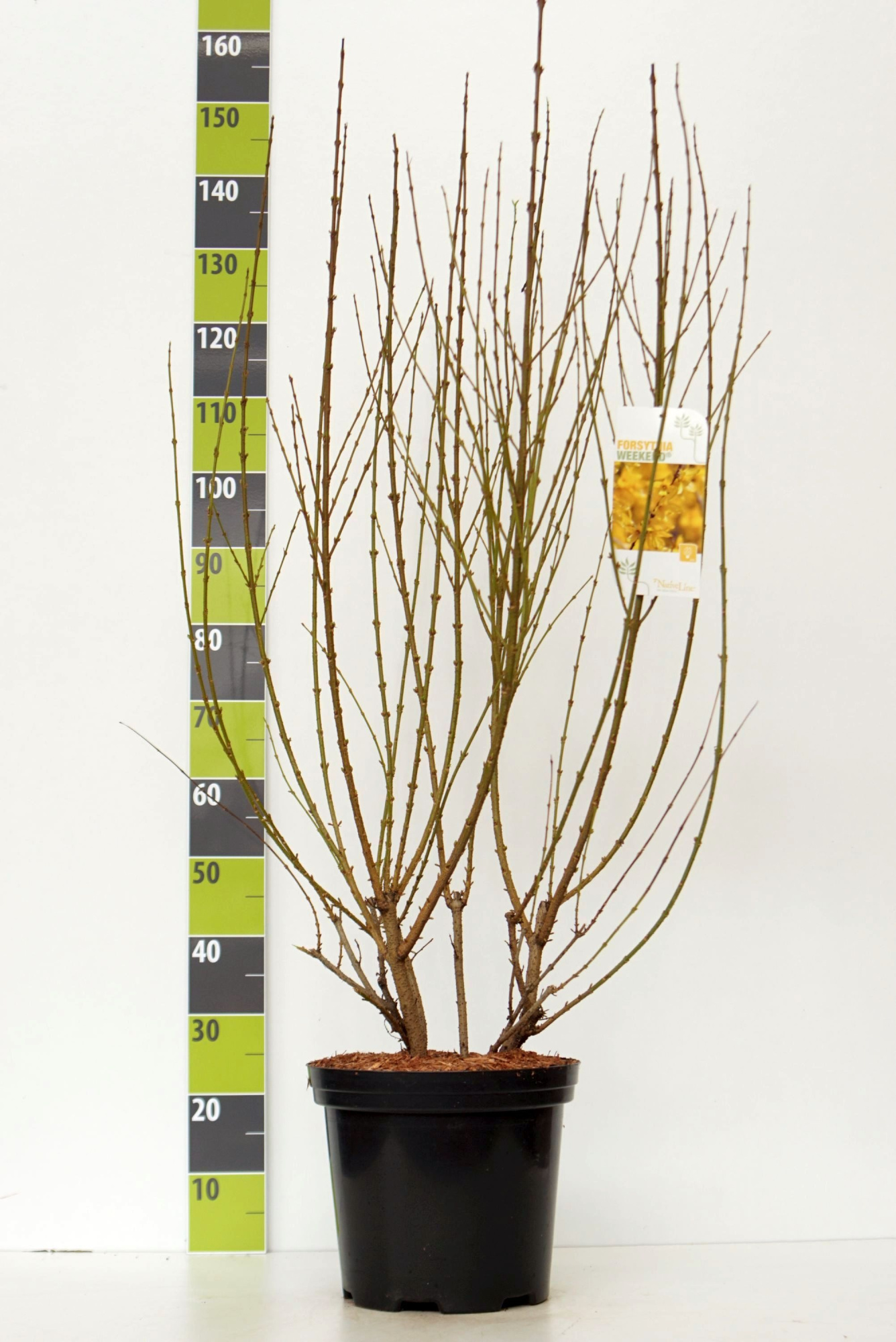 Forsythia intermedia 'Weekend' C 12, D 30