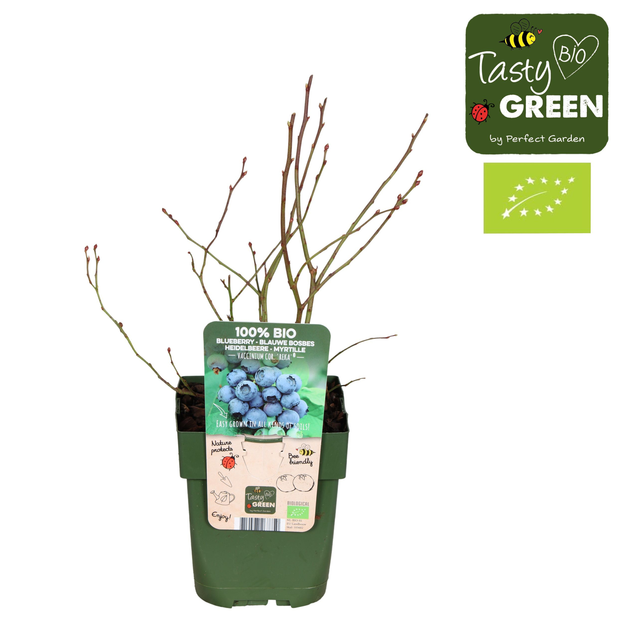 Vaccinium corymbosum Reka Bio P13, D 13