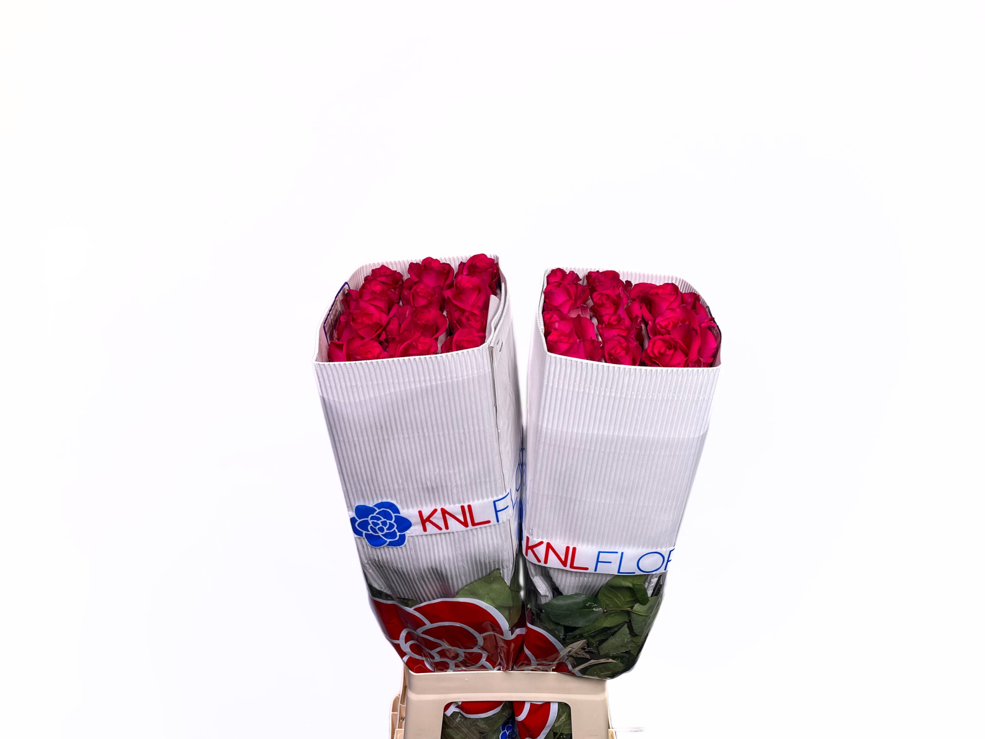 Роза од. Хот Эксплорер 70 (ярко-роз.), шт.