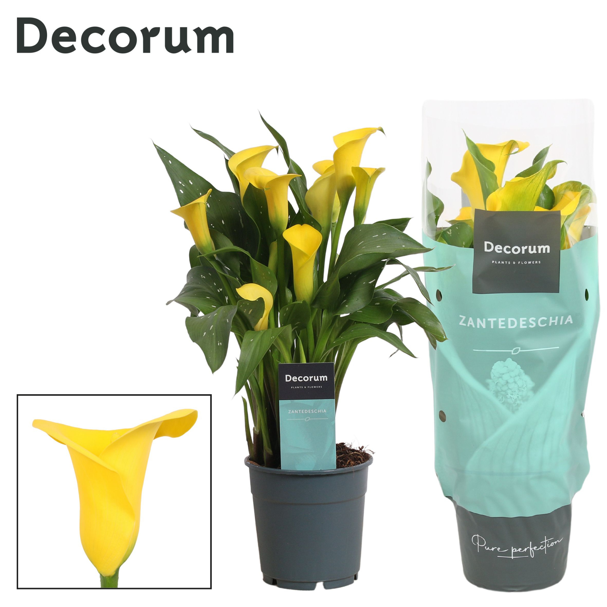 Zantedeschia (Calla) Geel (Decorum), D 12