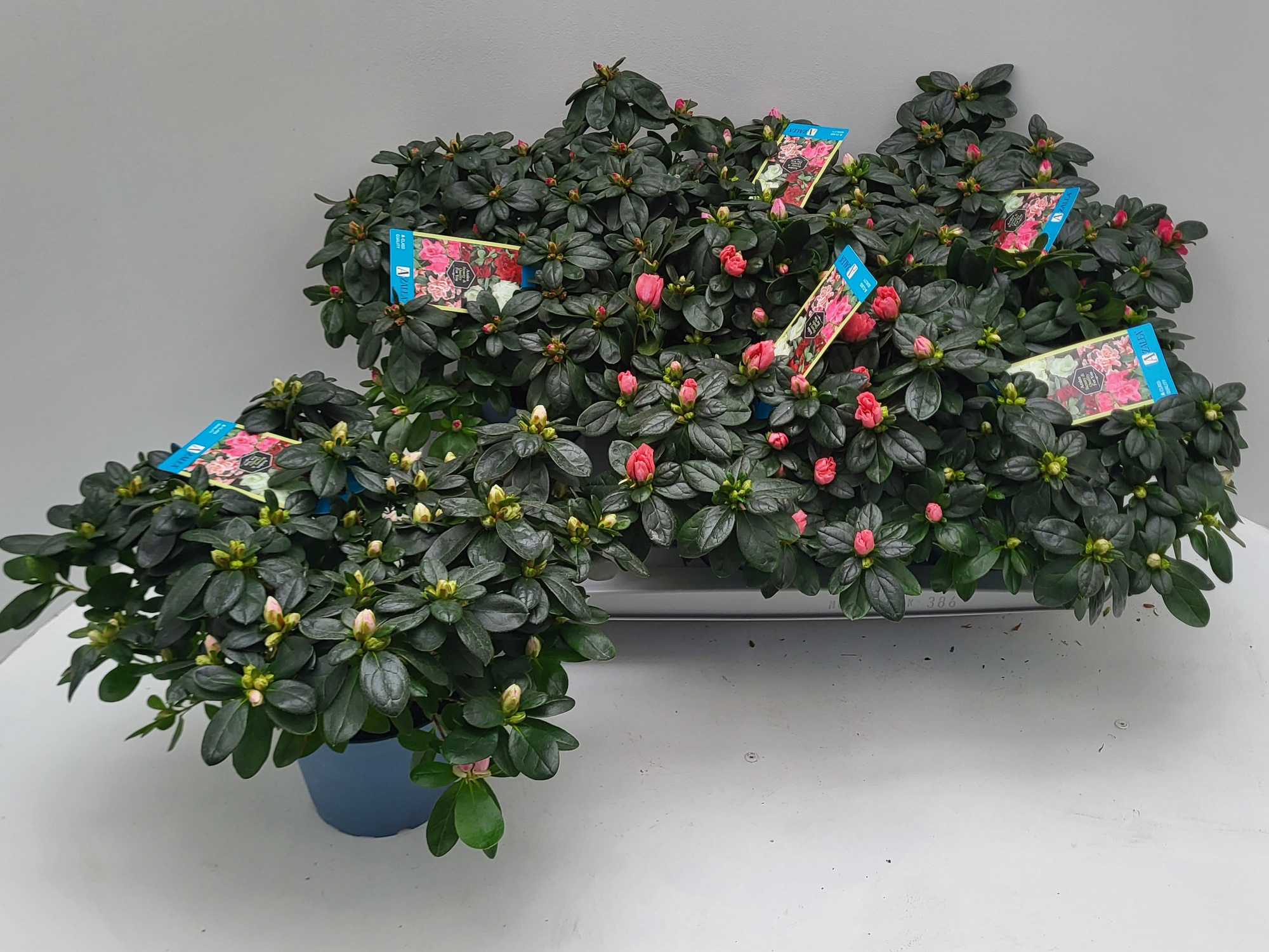 A-zalea concept Gem Bl Pot dia 32, D 14