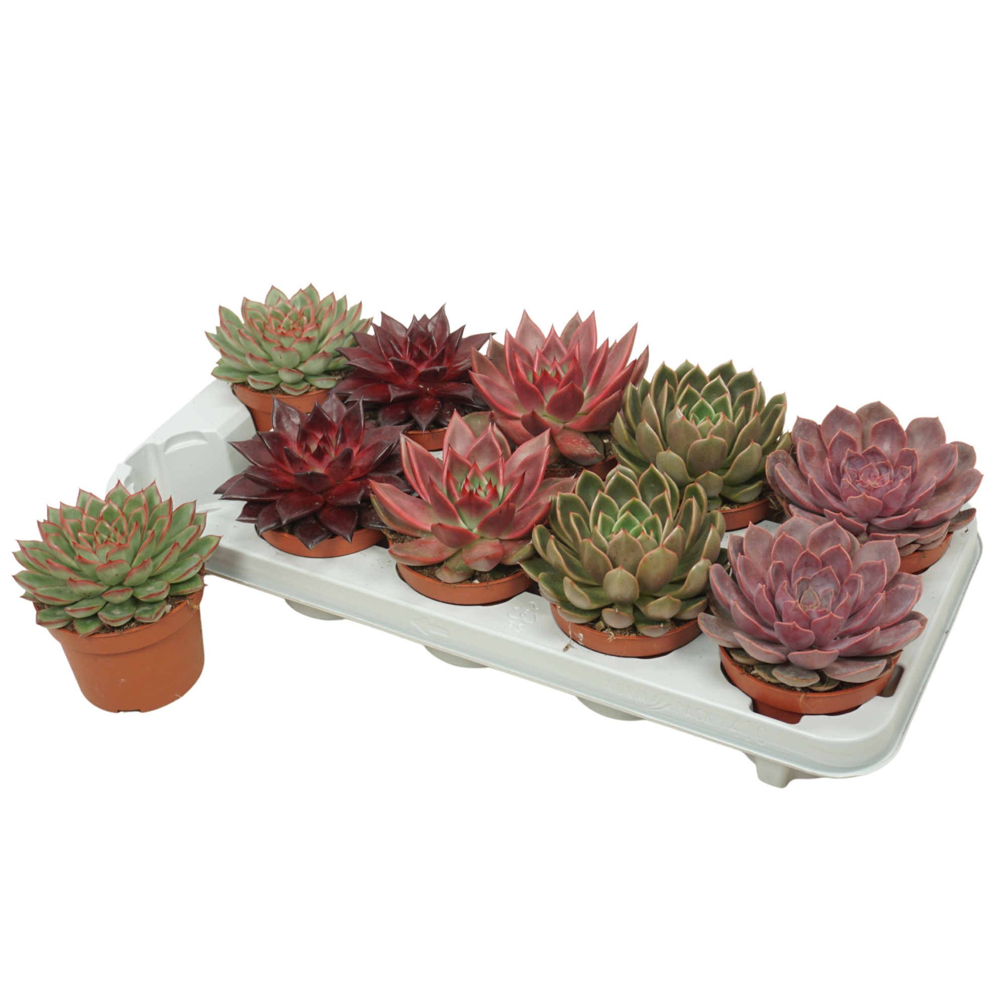 Echeveria Herfst mix 10,5 cm, D 10,5 cm