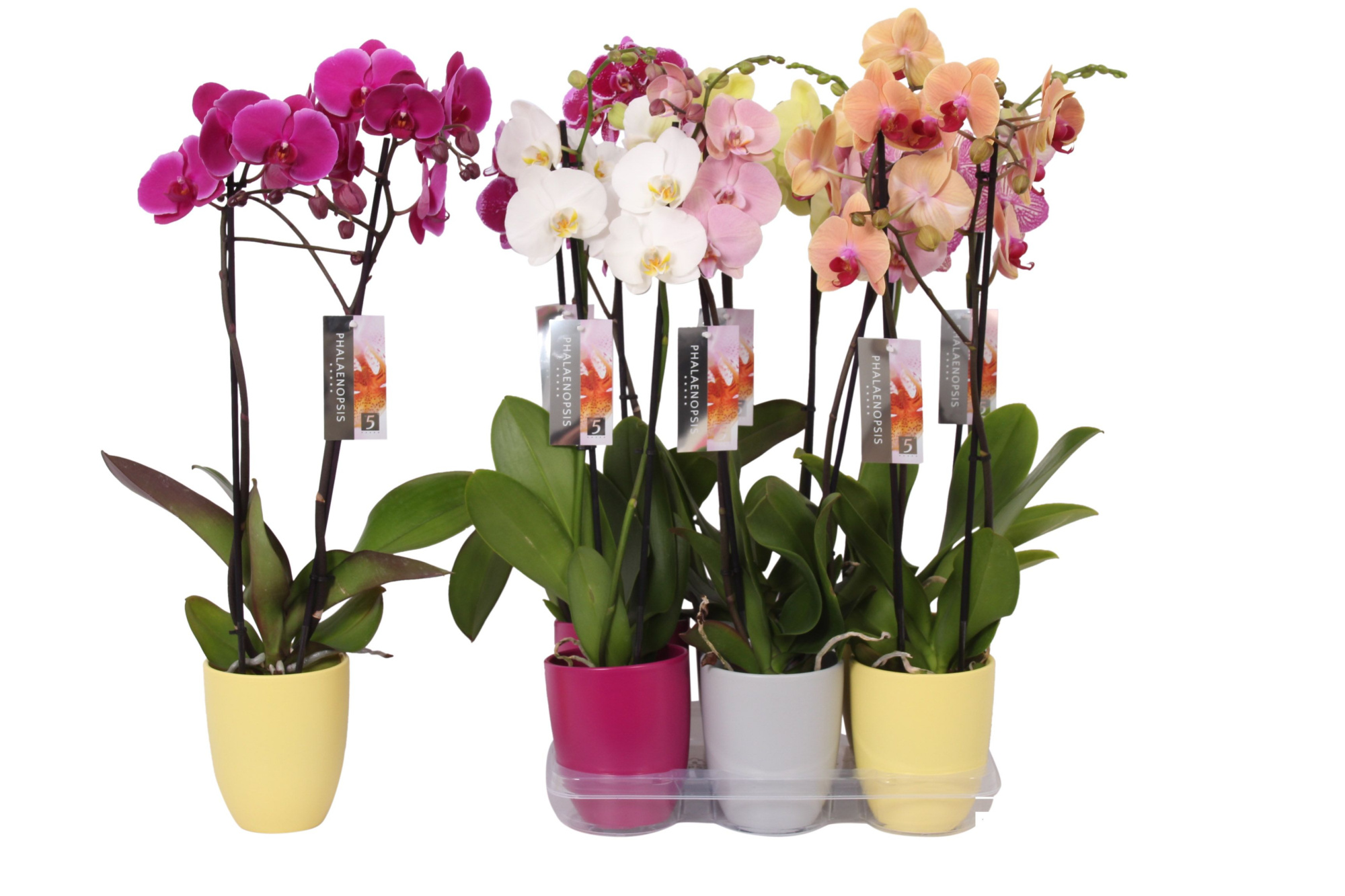 Phalaenopsis mix, 2-spike Purple, Grey and Yellow Ceramics, D 12 cm