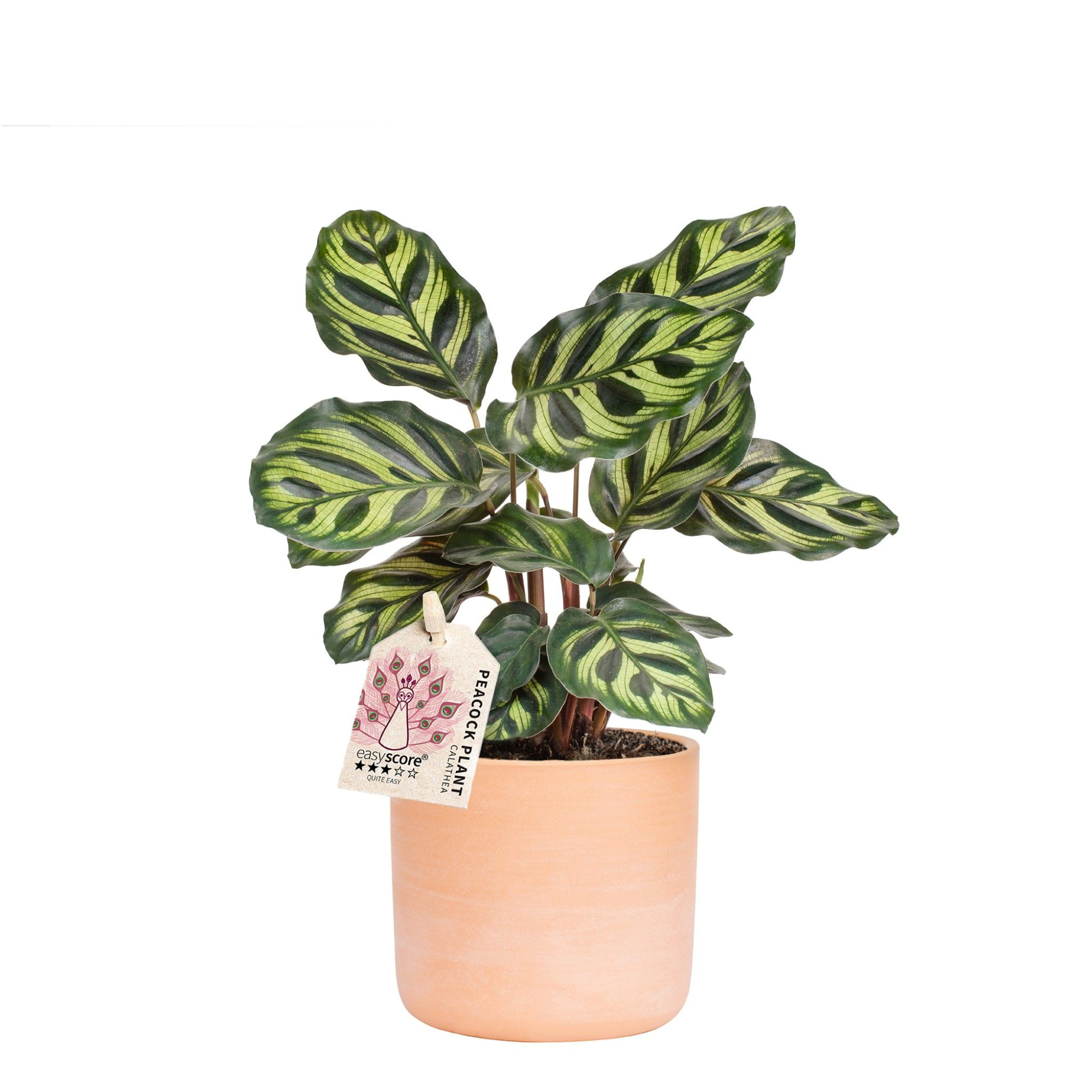 Raw Terracotta, Calathea makoyana, D 10 cm