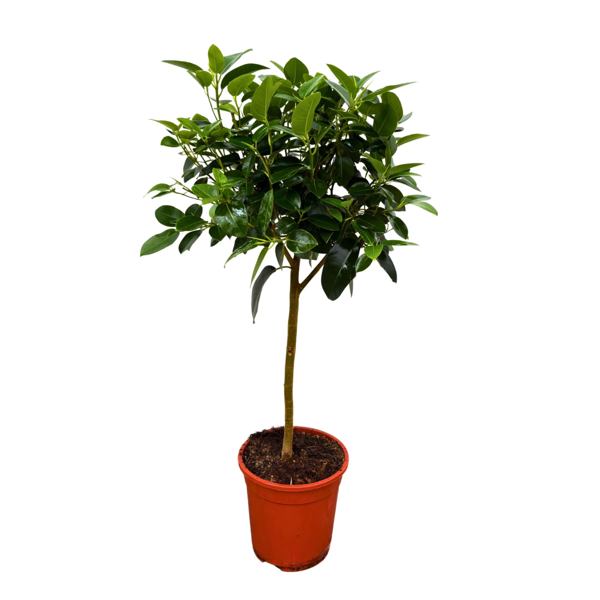 Ficus 'Australis' - 100cm, D 21 cm