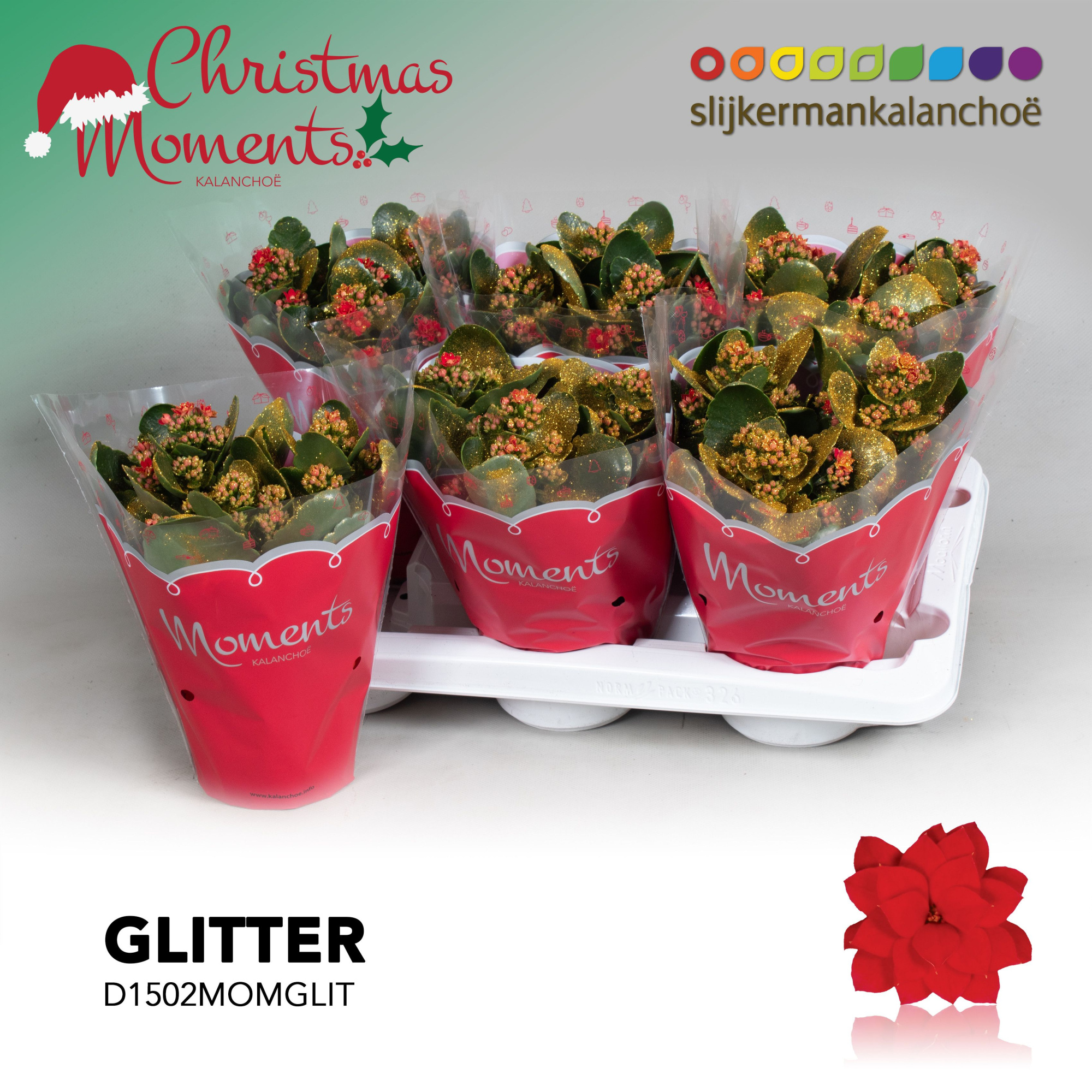 Kalanchoe Moments - Red with glitter - kerst, D 15 cm