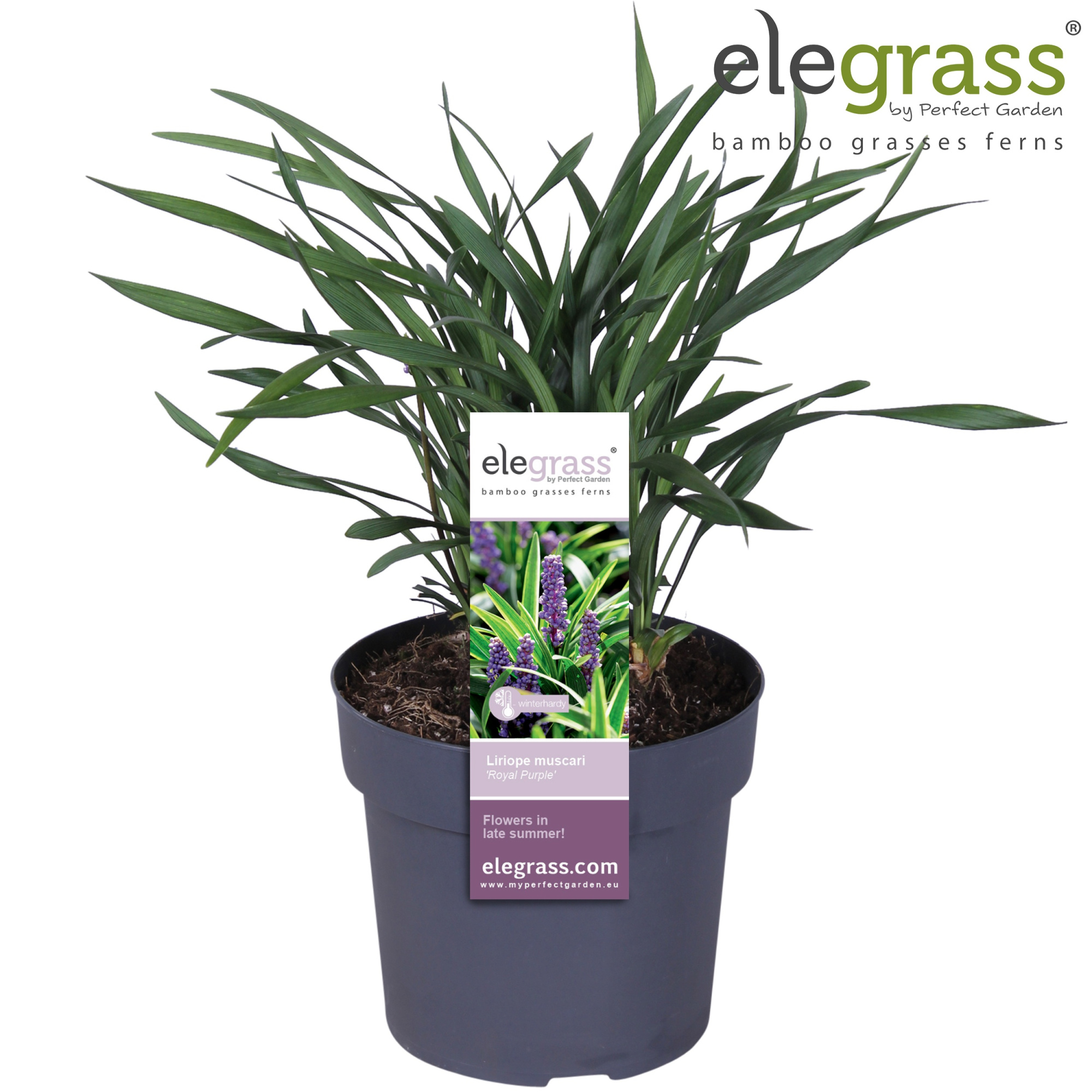 Liriope muscari 'Royal Purple' P19, D 19