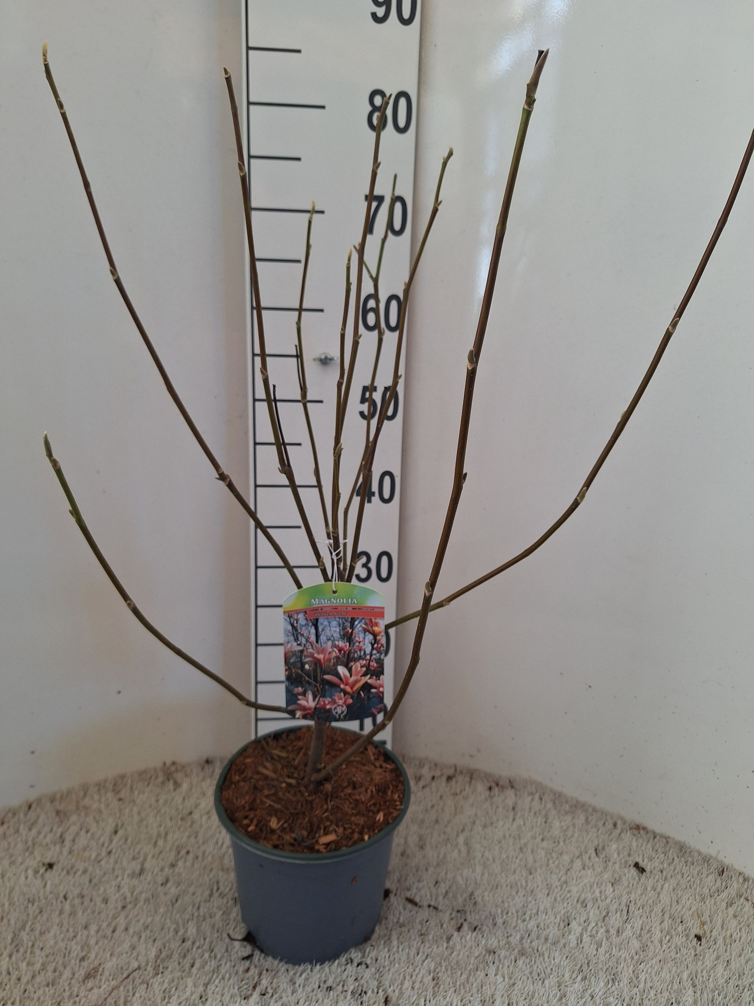 Magnolia 'Heaven Scent', D 19