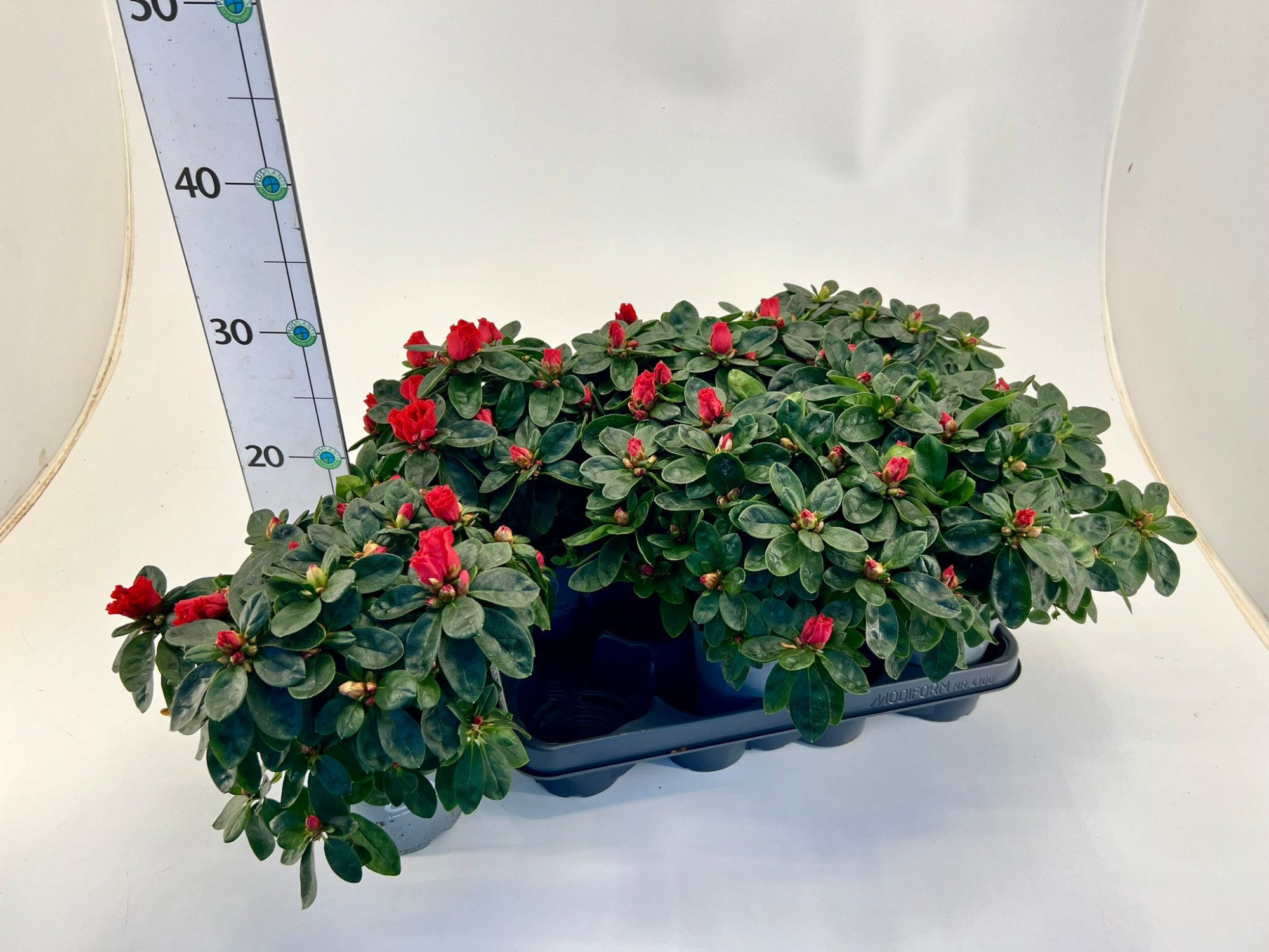 Rhododendron simsii T12 ⌀17 red, D 12 cm