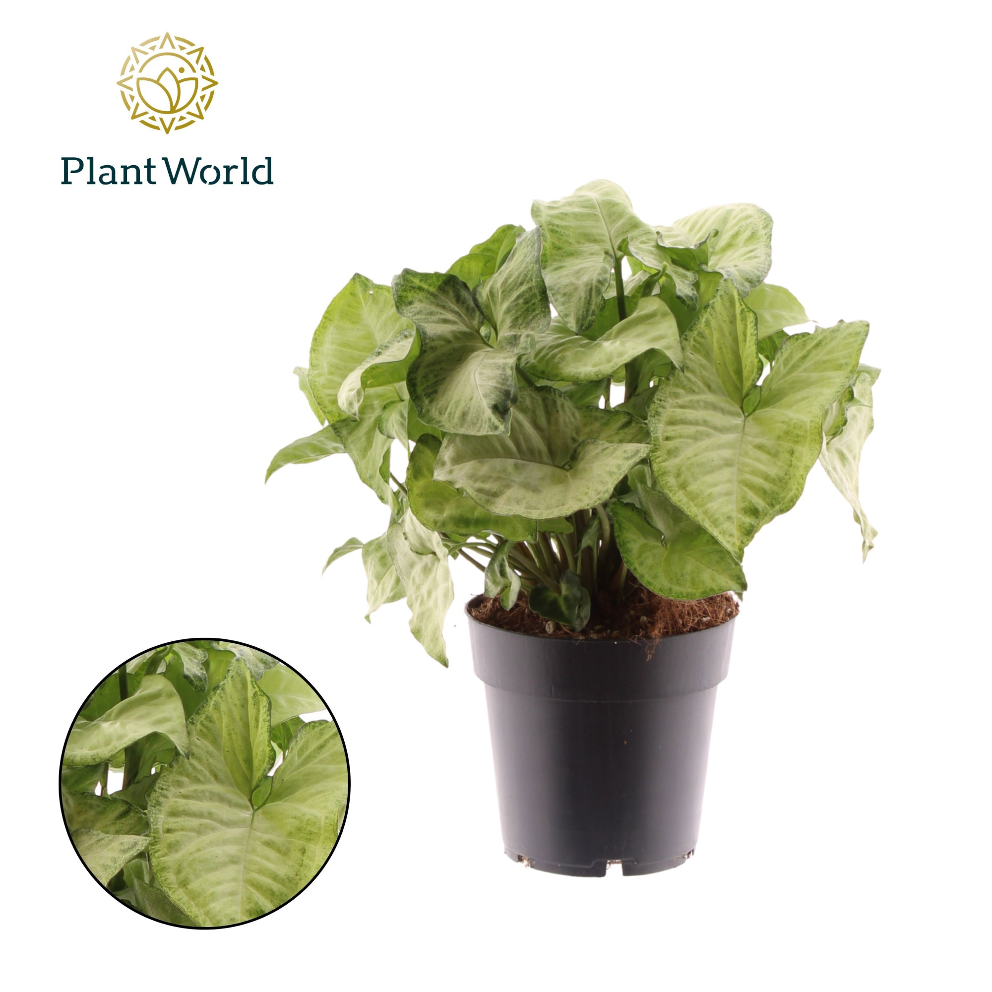 Syngonium White Butterfly, D 14