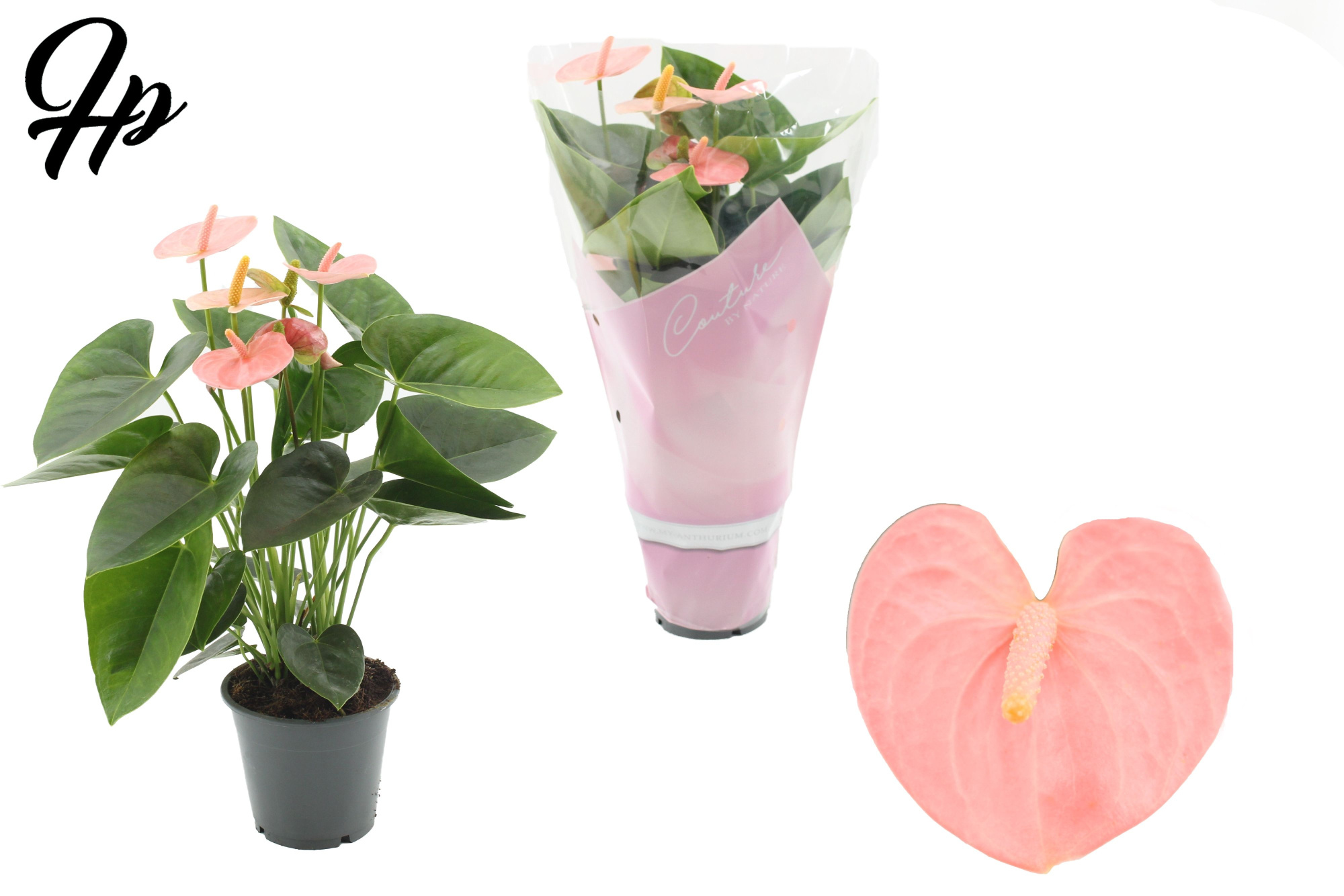 Anthurium 12 cm Spirit in Couture sleeve, D 12 cm