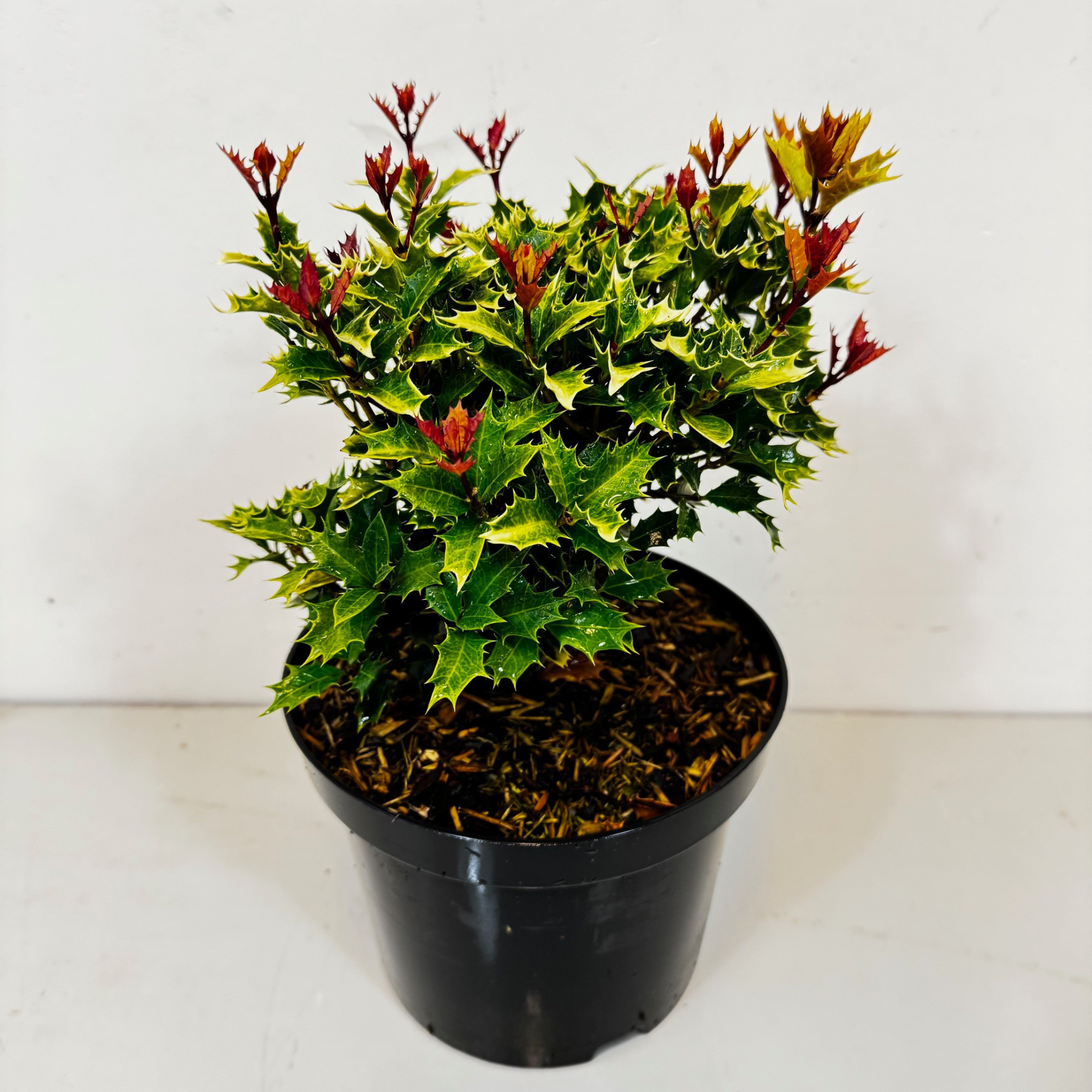 Osmanthus heterophyllus 'Shien', D 19